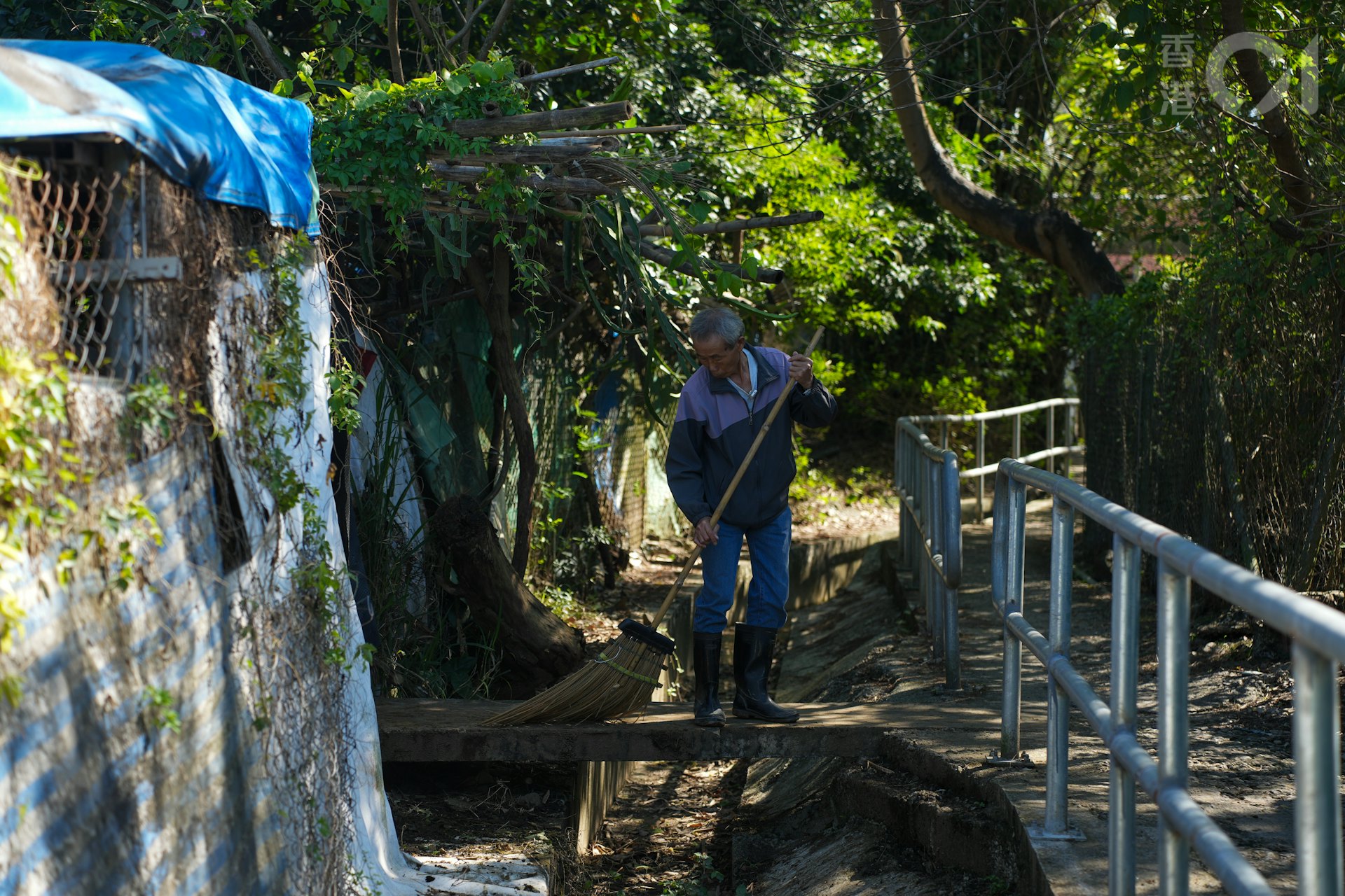 何桂華的羊棚有50多隻羊。(黃浩謙攝) 何桂華的羊棚有50多隻羊。(黃浩謙攝)