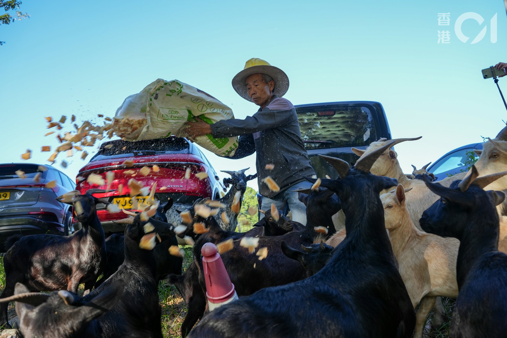 每日下午,何桂華的50多隻羊都會在梧桐河邊食草。(黃浩謙攝) 每日下午,何桂華的50多隻羊都會在梧桐河邊食草。(黃浩謙攝)