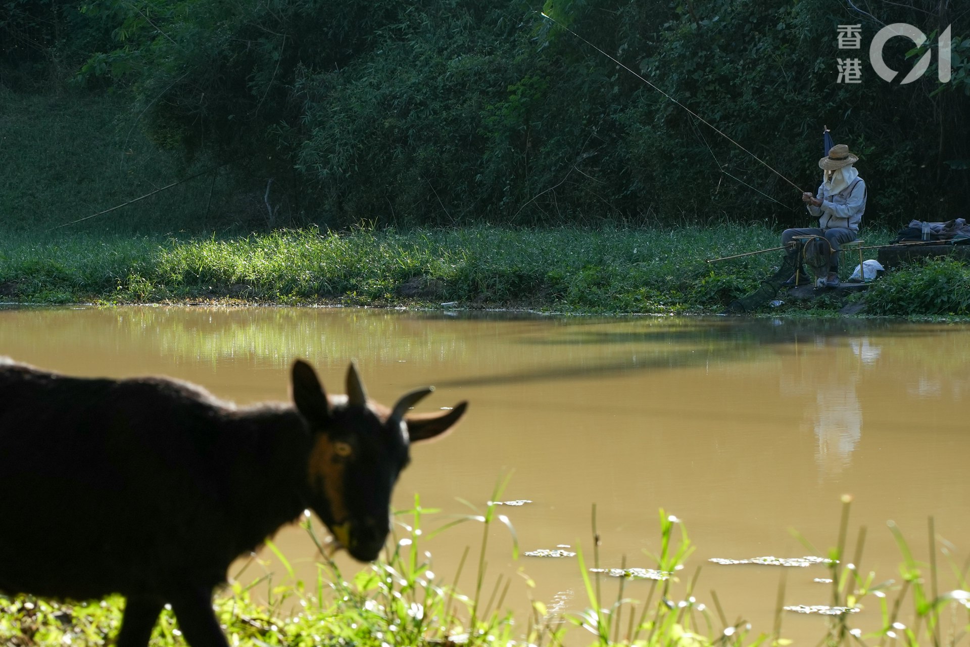 每日下午,何桂華的50多隻羊都會在梧桐河邊食草。(黃浩謙攝) 每日下午,何桂華的50多隻羊都會在梧桐河邊食草。(黃浩謙攝)