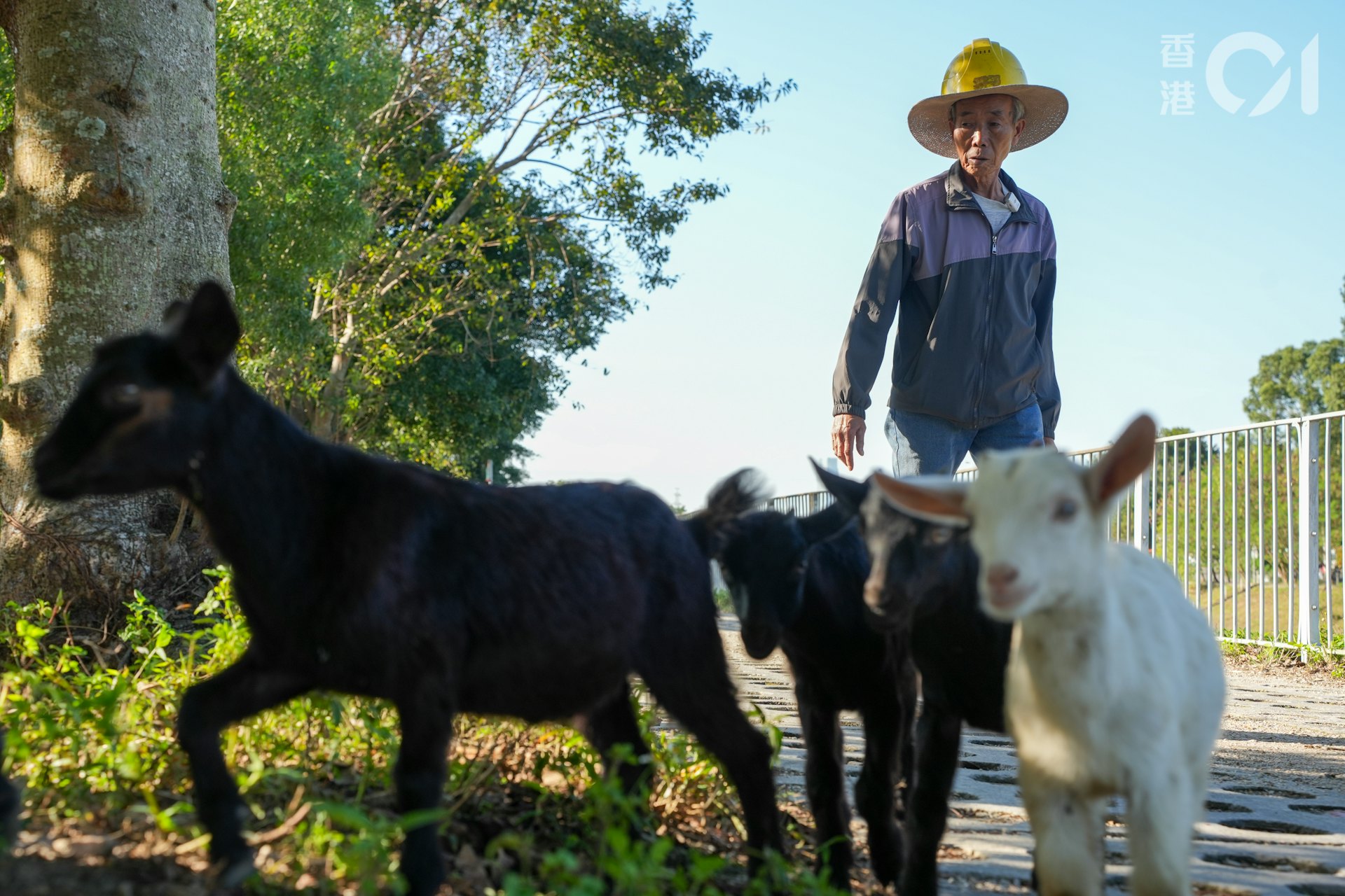 每日下午,何桂華的50多隻羊都會在梧桐河邊食草。(黃浩謙攝) 每日下午,何桂華的50多隻羊都會在梧桐河邊食草。(黃浩謙攝)