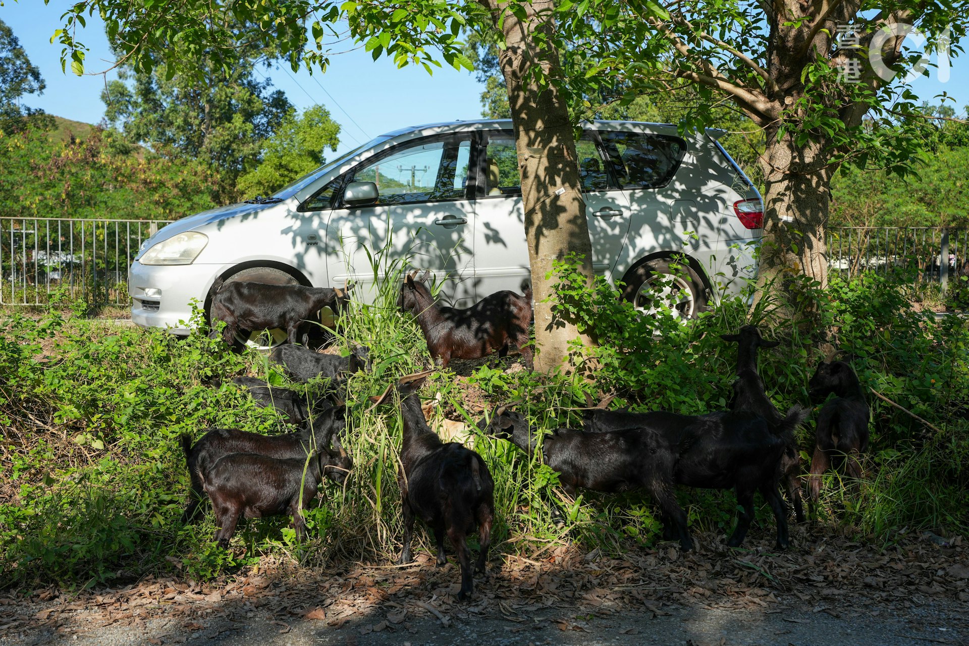 每日下午,何桂華的50多隻羊都會在梧桐河邊食草。(黃浩謙攝) 每日下午,何桂華的50多隻羊都會在梧桐河邊食草。(黃浩謙攝)
