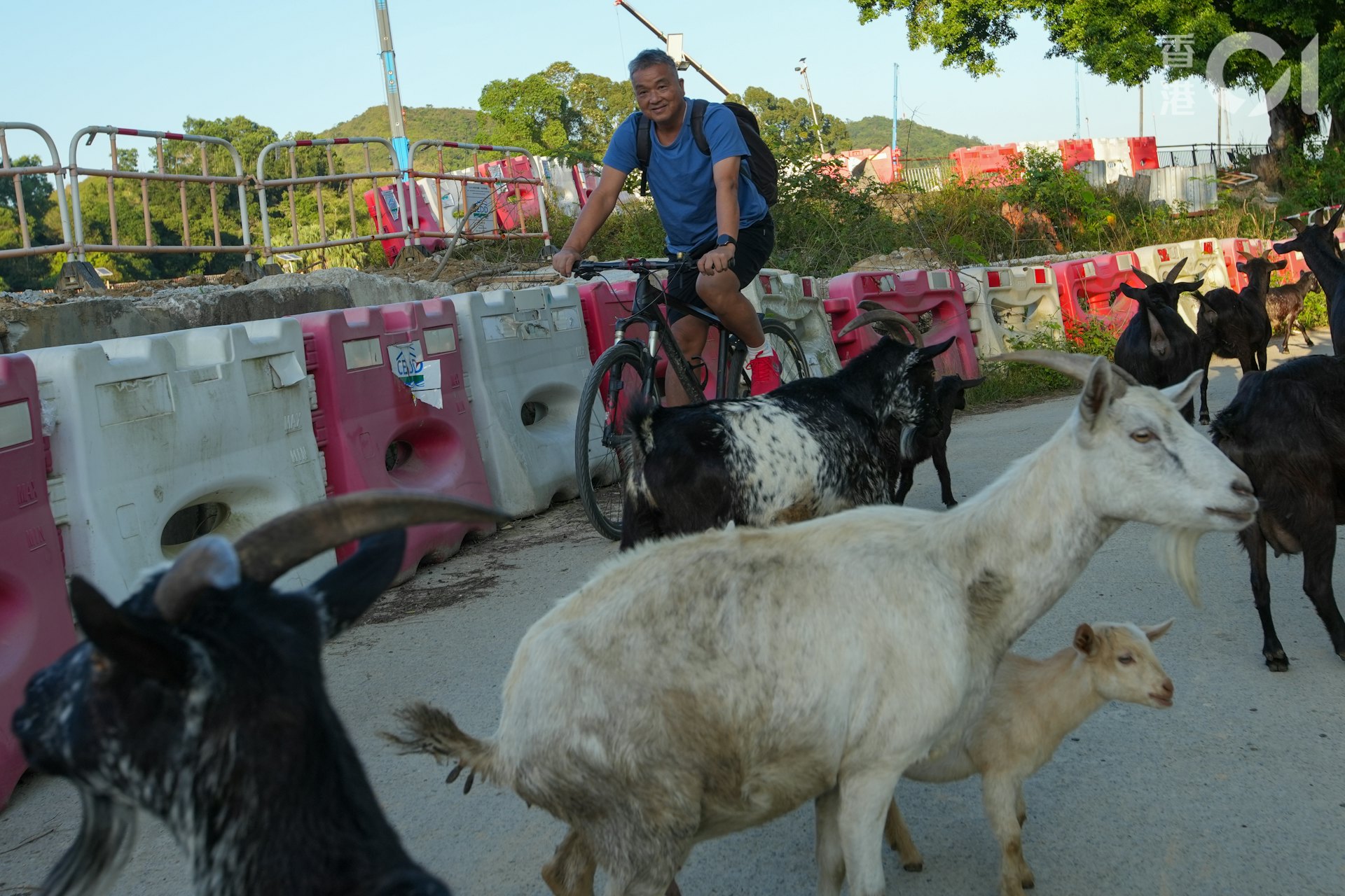 羊棚所在的石湖新村,屬新界東北發展計劃的收地範圍。(黃浩謙攝) 羊棚所在的石湖新村,屬新界東北發展計劃的收地範圍。(黃浩謙攝)