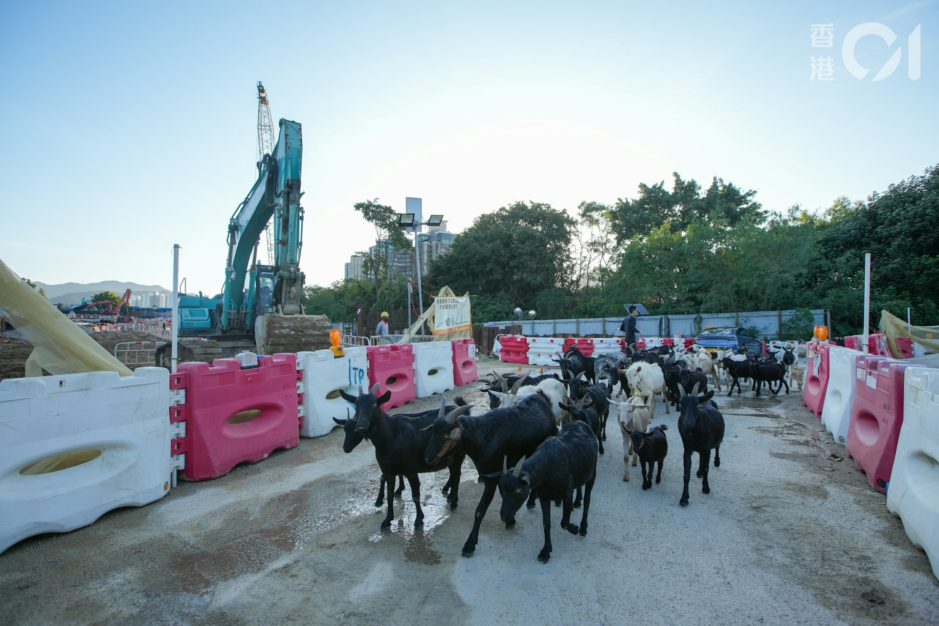 羊棚所在的石湖新村,屬新界東北發展計劃的收地範圍。(黃浩謙攝) 羊棚所在的石湖新村,屬新界東北發展計劃的收地範圍。(黃浩謙攝)