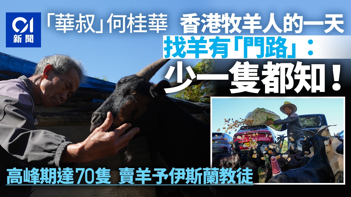 直擊北區牧羊人的一天 找羊有「門路」 不怕走失:有羊群心理嘛 直擊北區牧羊人的一天 找羊有「門路」 不怕走失:有羊群心理嘛