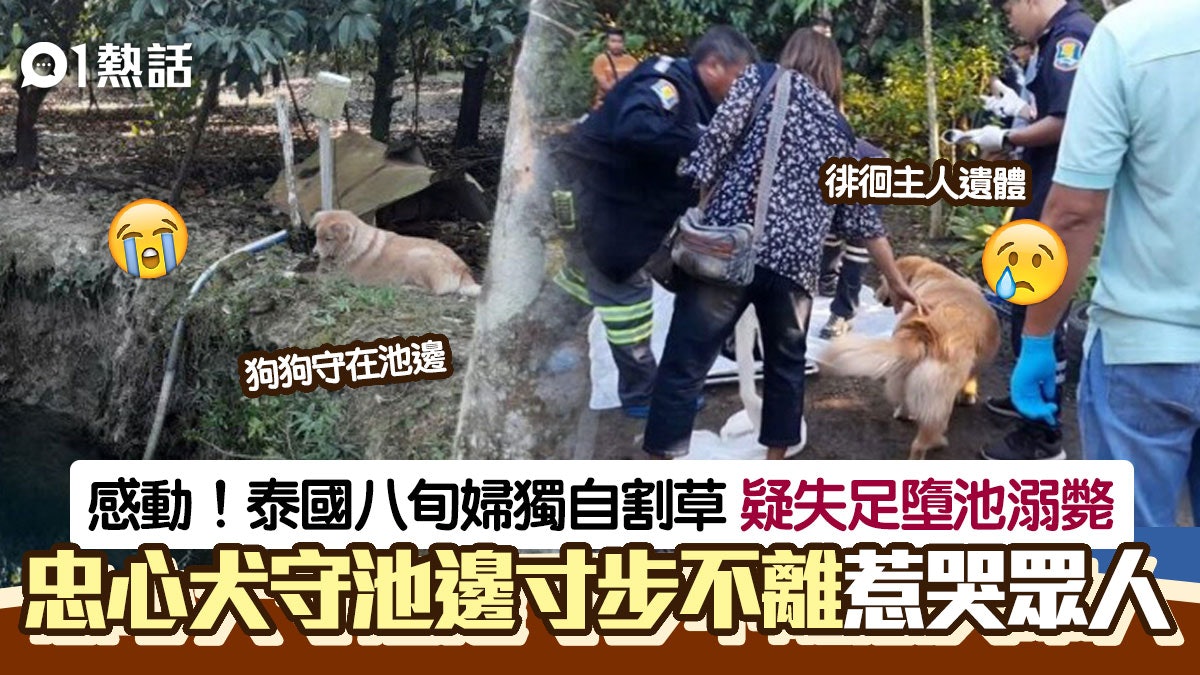 忠犬!主人失足墮池亡 狗狗寸步不離守池邊 徘徊遺體吠叫極心酸 忠犬!主人失足墮池亡 狗狗寸步不離守池邊 徘徊遺體吠叫極心酸