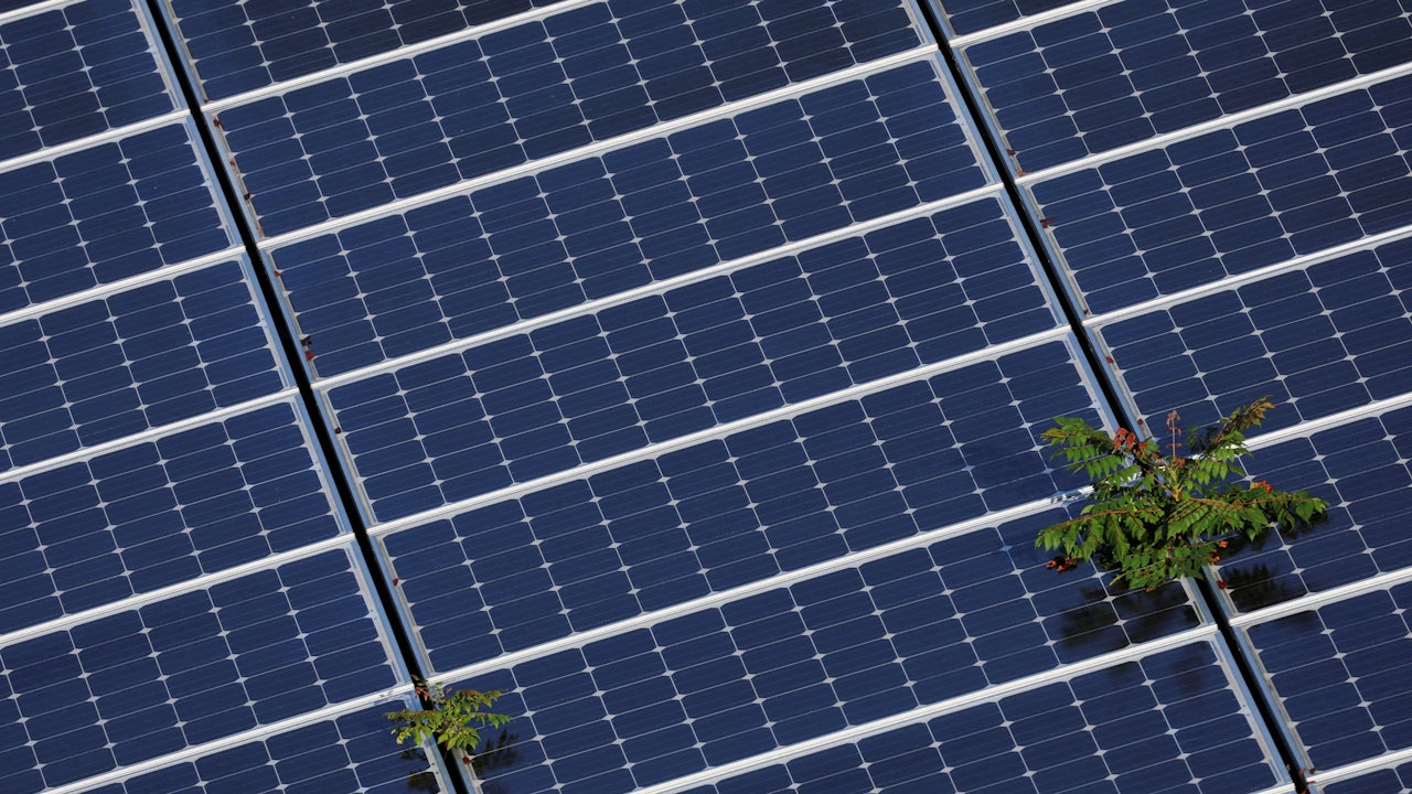 2022年5月6日,美國佛羅里達州Fort Lauderdale,兩棵植物從一排排的太陽能面板中生長出來。(Reuters) 2022年5月6日,美國佛羅里達州Fort Lauderdale,兩棵植物從一排排的太陽能面板中生長出來。(Reuters)