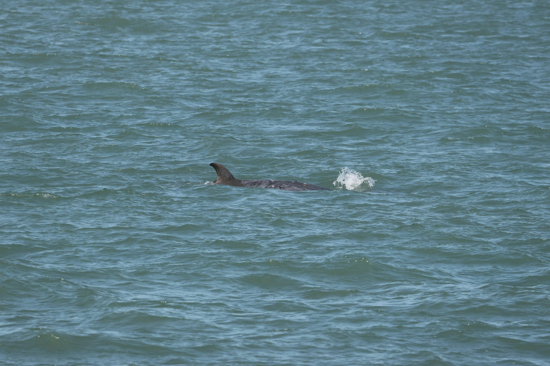 出事的鯨魚周六早上在大澳水域出沒,當時未有流血。(香港海豚保育學會副會長麥希汶提供) 出事的鯨魚周六早上在大澳水域出沒,當時未有流血。(香港海豚保育學會副會長麥希汶提供)