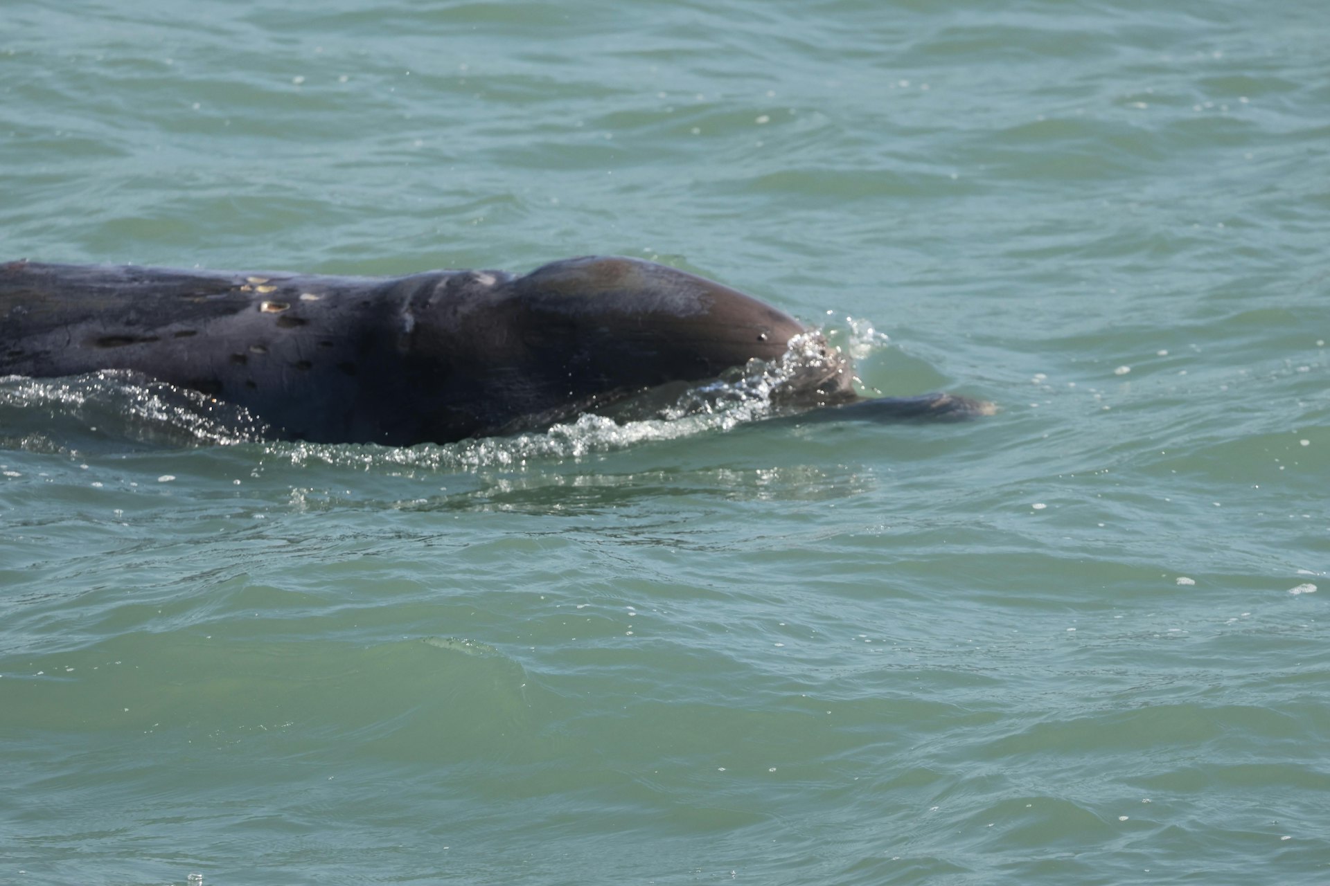 出事的鯨魚周六早上在大澳水域出沒,當時未有流血。(香港海豚保育學會副會長麥希汶提供) 出事的鯨魚周六早上在大澳水域出沒,當時未有流血。(香港海豚保育學會副會長麥希汶提供)