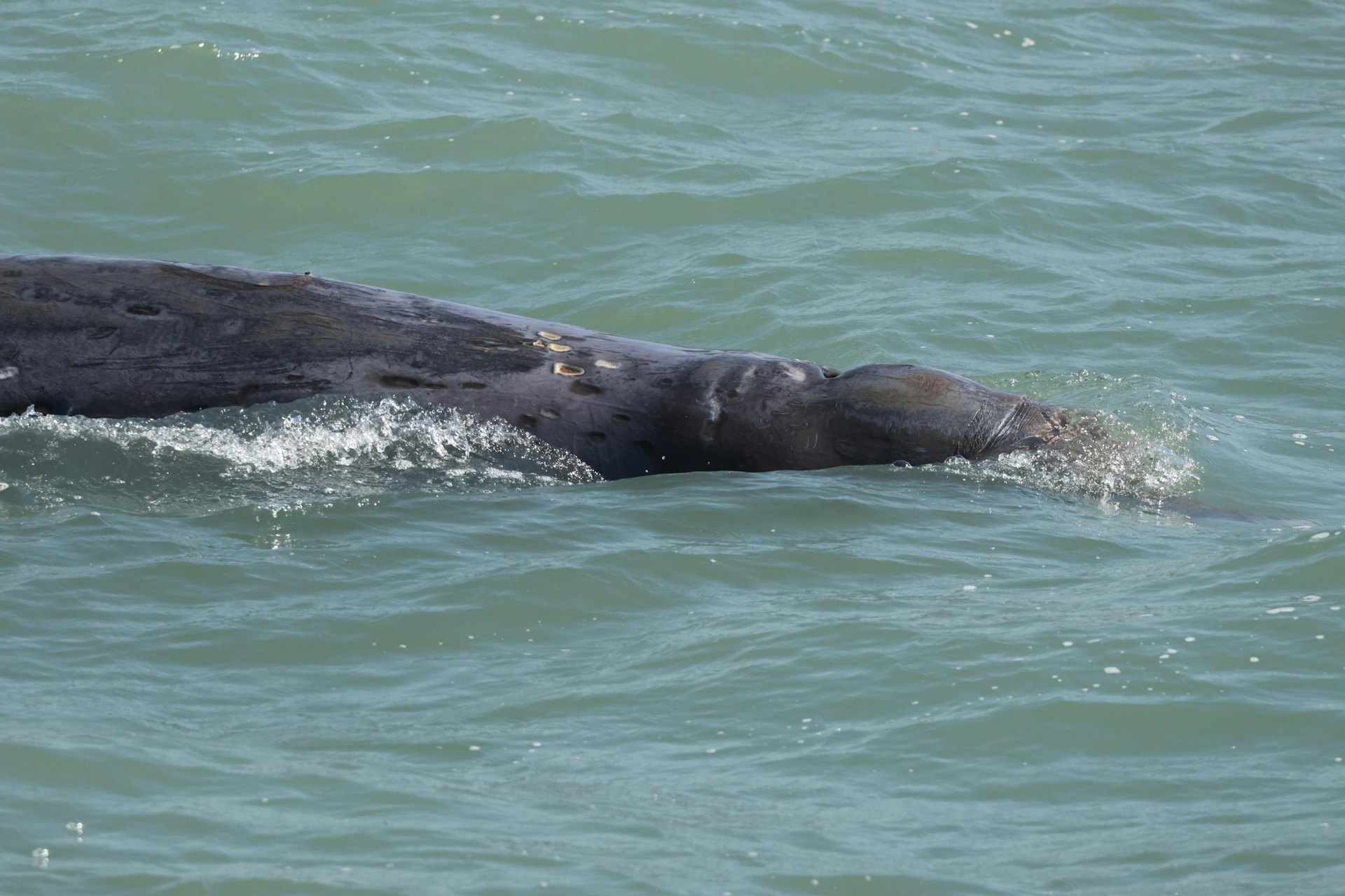 出事的鯨魚周六早上在大澳水域出沒,當時未有流血。(香港海豚保育學會副會長麥希汶提供) 出事的鯨魚周六早上在大澳水域出沒,當時未有流血。(香港海豚保育學會副會長麥希汶提供)