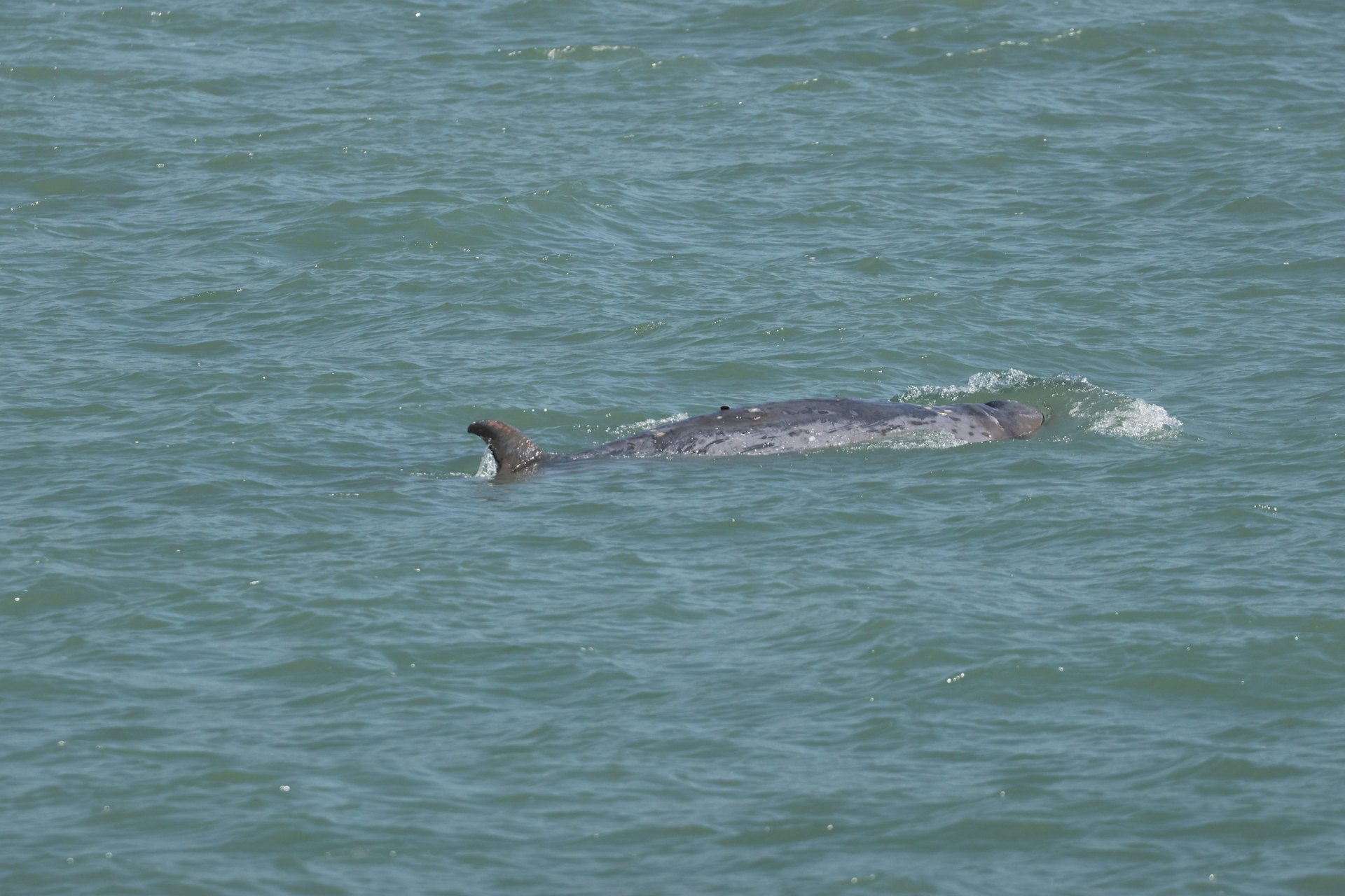 出事的鯨魚周六早上在大澳水域出沒,當時未有流血。(香港海豚保育學會副會長麥希汶提供) 出事的鯨魚周六早上在大澳水域出沒,當時未有流血。(香港海豚保育學會副會長麥希汶提供)