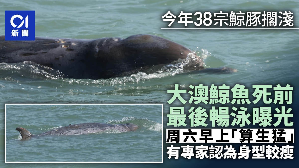 大澳鯨魚死前最後暢泳曝光專家：偏瘦但生猛疑為朗氏印太喙鯨