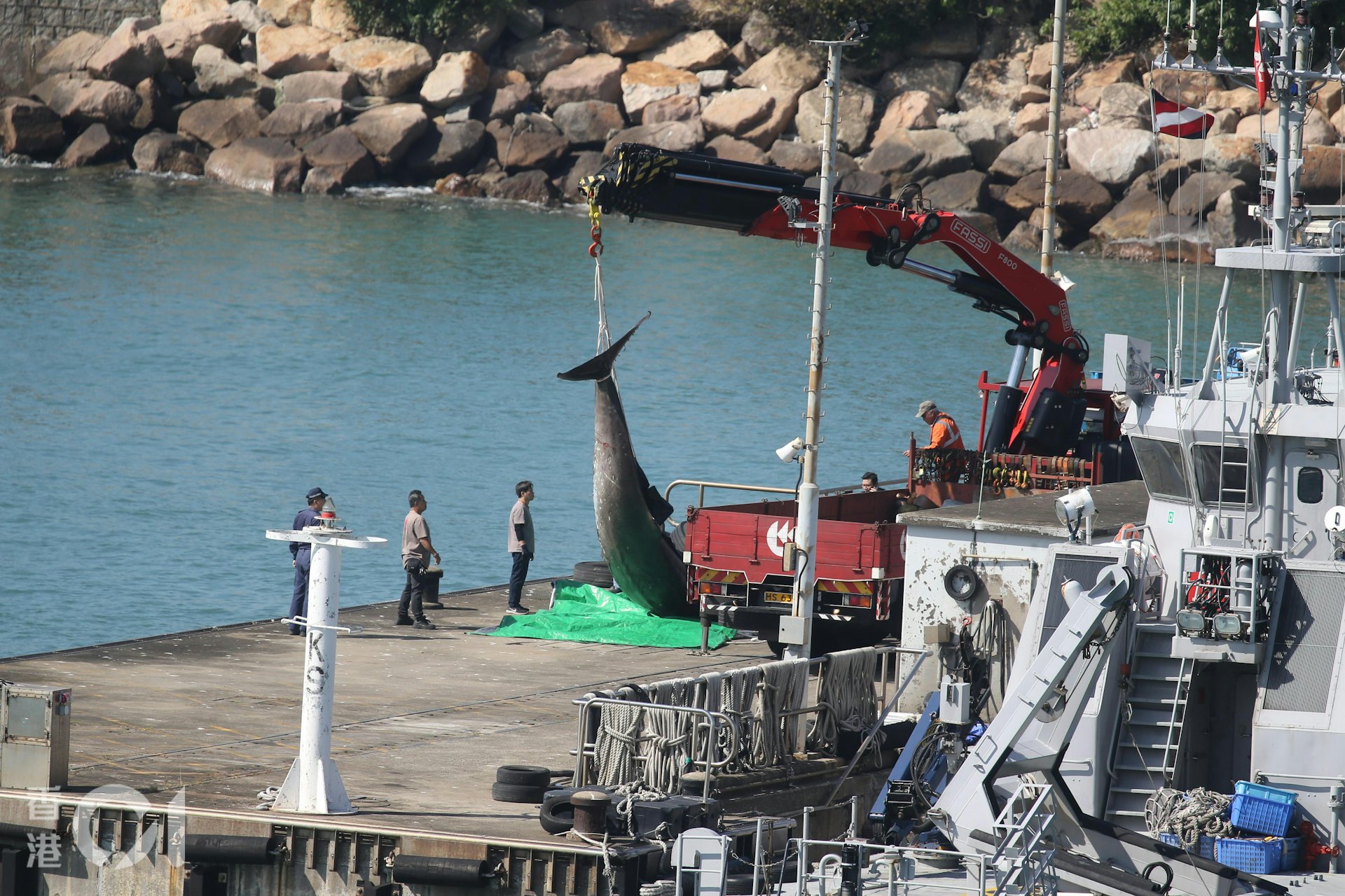 鯨屍今日(1日)凌晨時份由躉船接到大欖水警基地,到中午有吊臂車前往水警基地將鯨屍運走。(蔡正邦攝) 鯨屍今日(1日)凌晨時份由躉船接到大欖水警基地,到中午有吊臂車前往水警基地將鯨屍運走。(蔡正邦攝)