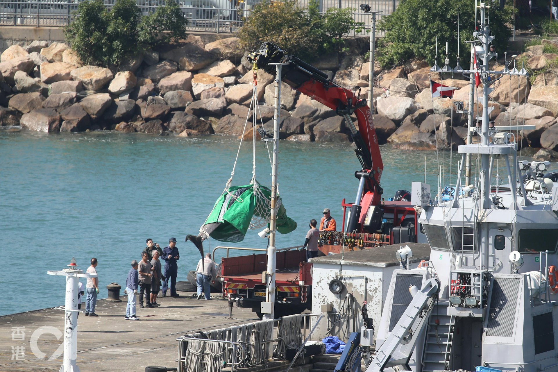 懷疑朗氏印太喙鯨昨晚在大澳南面石仔埗街對開水域擱淺,漁護署及香港海洋公園保育基金人員到場為鯨魚進行麻醉診斷,可惜鯨魚過於虛弱,最終不治。(蔡正邦攝) 懷疑朗氏印太喙鯨昨晚在大澳南面石仔埗街對開水域擱淺,漁護署及香港海洋公園保育基金人員到場為鯨魚進行麻醉診斷,可惜鯨魚過於虛弱,最終不治。(蔡正邦攝)