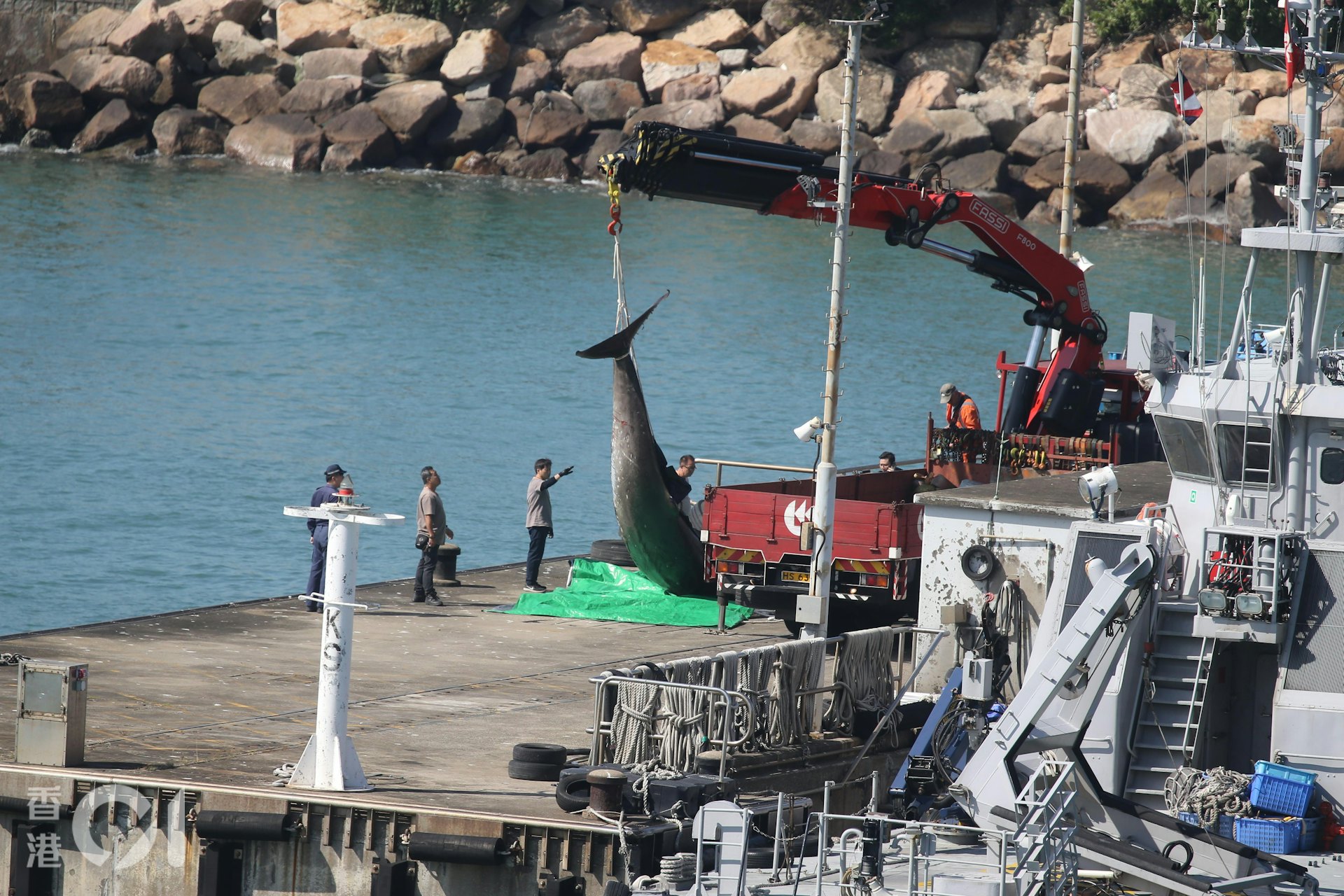 工人先將鯨屍置於綠色帆布,再纏上繩網,吊臂車將屍體運走。(蔡正邦攝) 工人先將鯨屍置於綠色帆布,再纏上繩網,吊臂車將屍體運走。(蔡正邦攝)