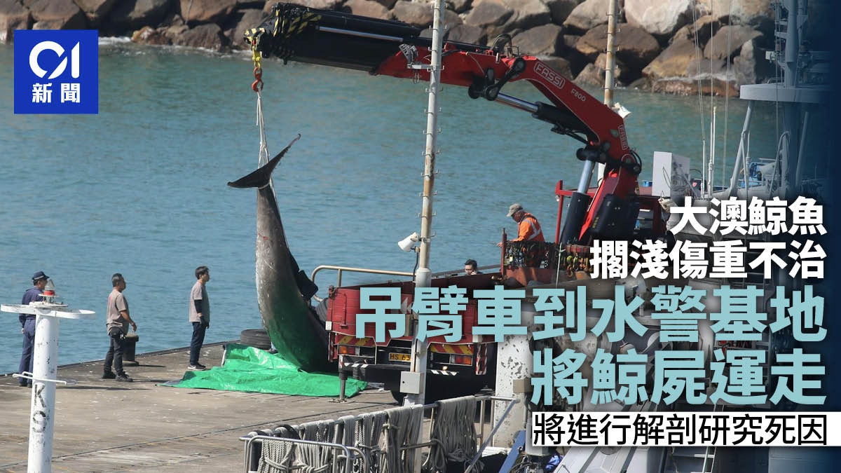 鯨魚擱淺｜香港01