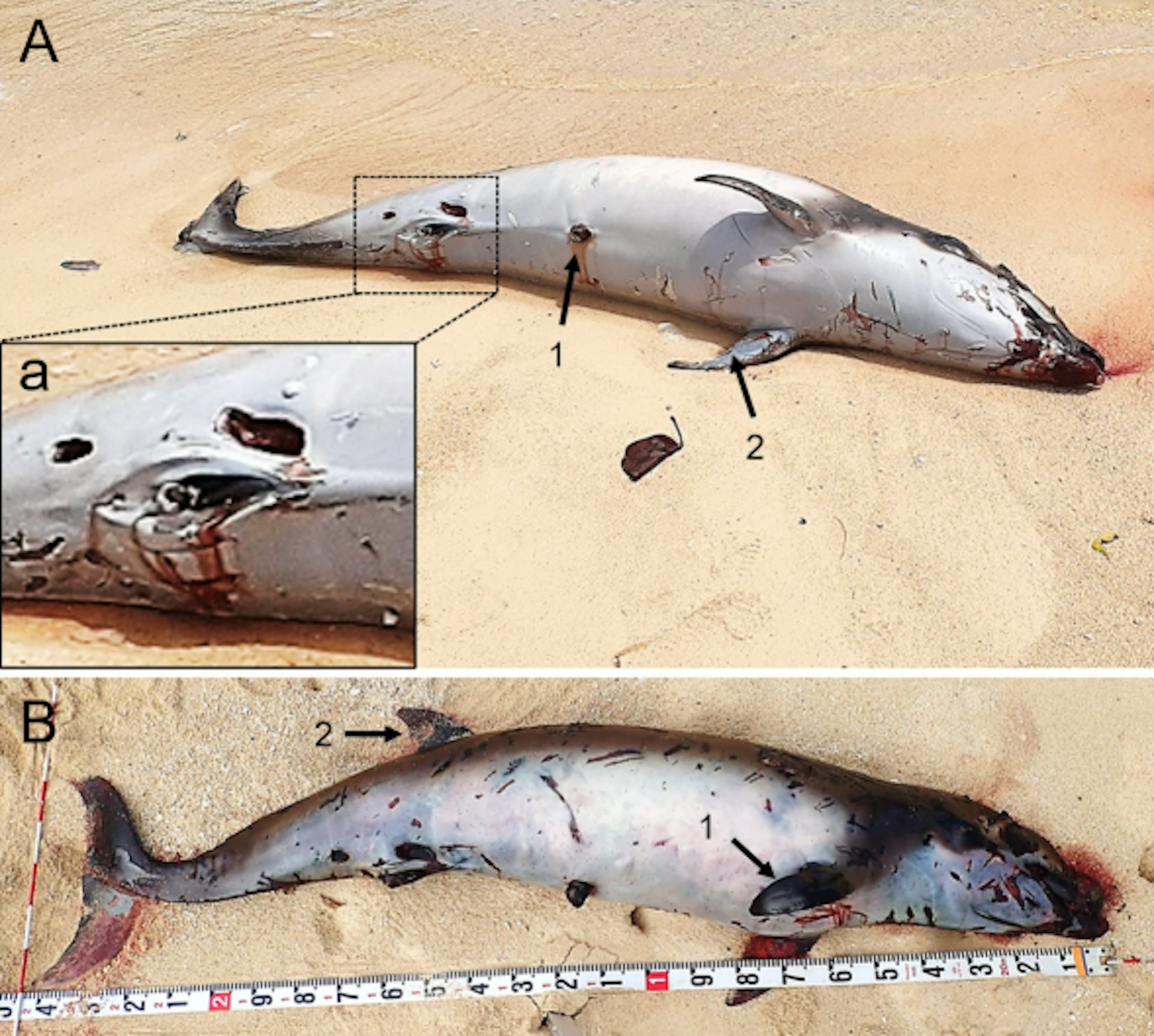 2011 年日本沖繩發現一條朗氏印太喙鯨屍體。(Marine Biodiversity Records期刊官網截圖) 2011 年日本沖繩發現一條朗氏印太喙鯨屍體。(Marine Biodiversity Records期刊官網截圖)