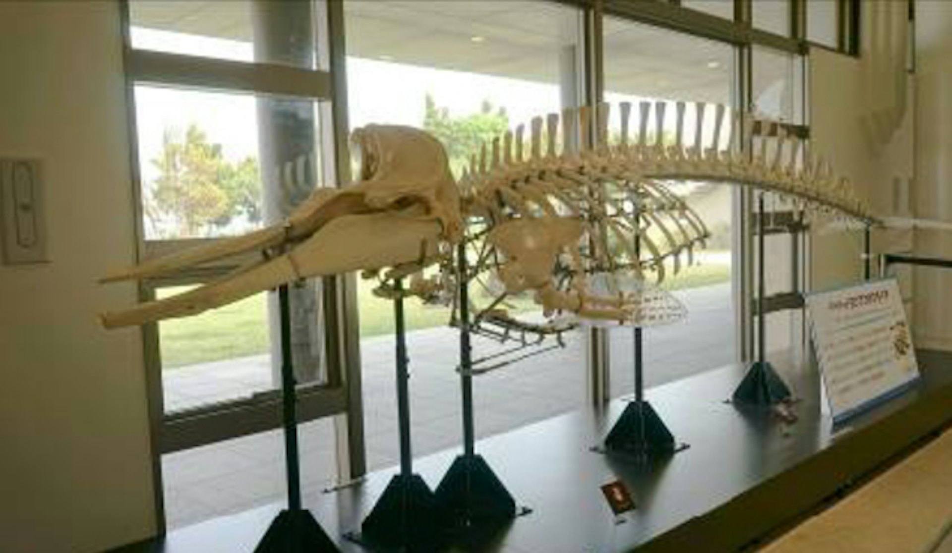 日本有全球唯一一具完整的雄性朗氏印太喙鯨骨架標本。(OCF Japan官網) 日本有全球唯一一具完整的雄性朗氏印太喙鯨骨架標本。(OCF Japan官網)