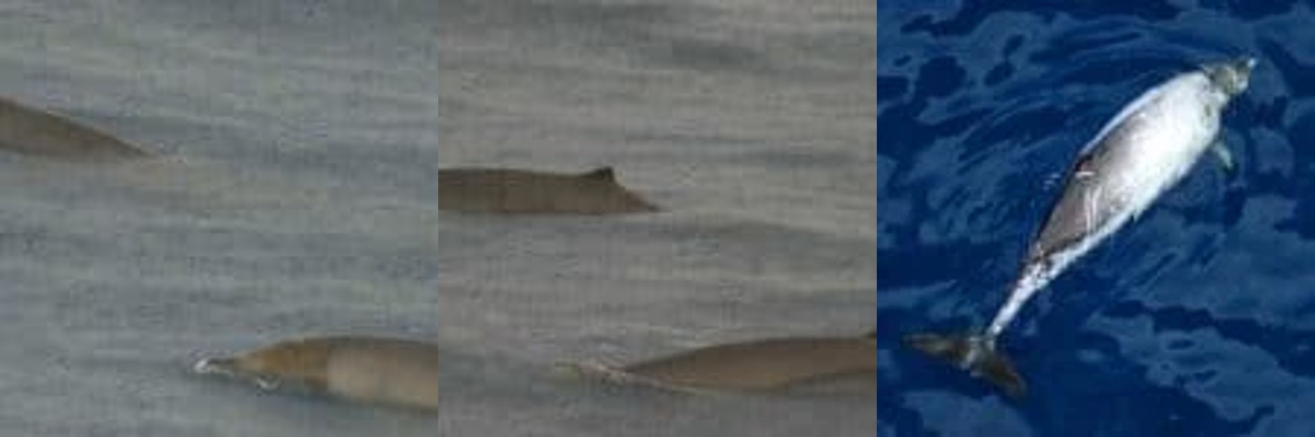 朗氏印太喙鯨主食是魷魚,有一個獨特的喙。(Whale and Dolphin Conservation相片) 朗氏印太喙鯨主食是魷魚,有一個獨特的喙。(Whale and Dolphin Conservation相片)