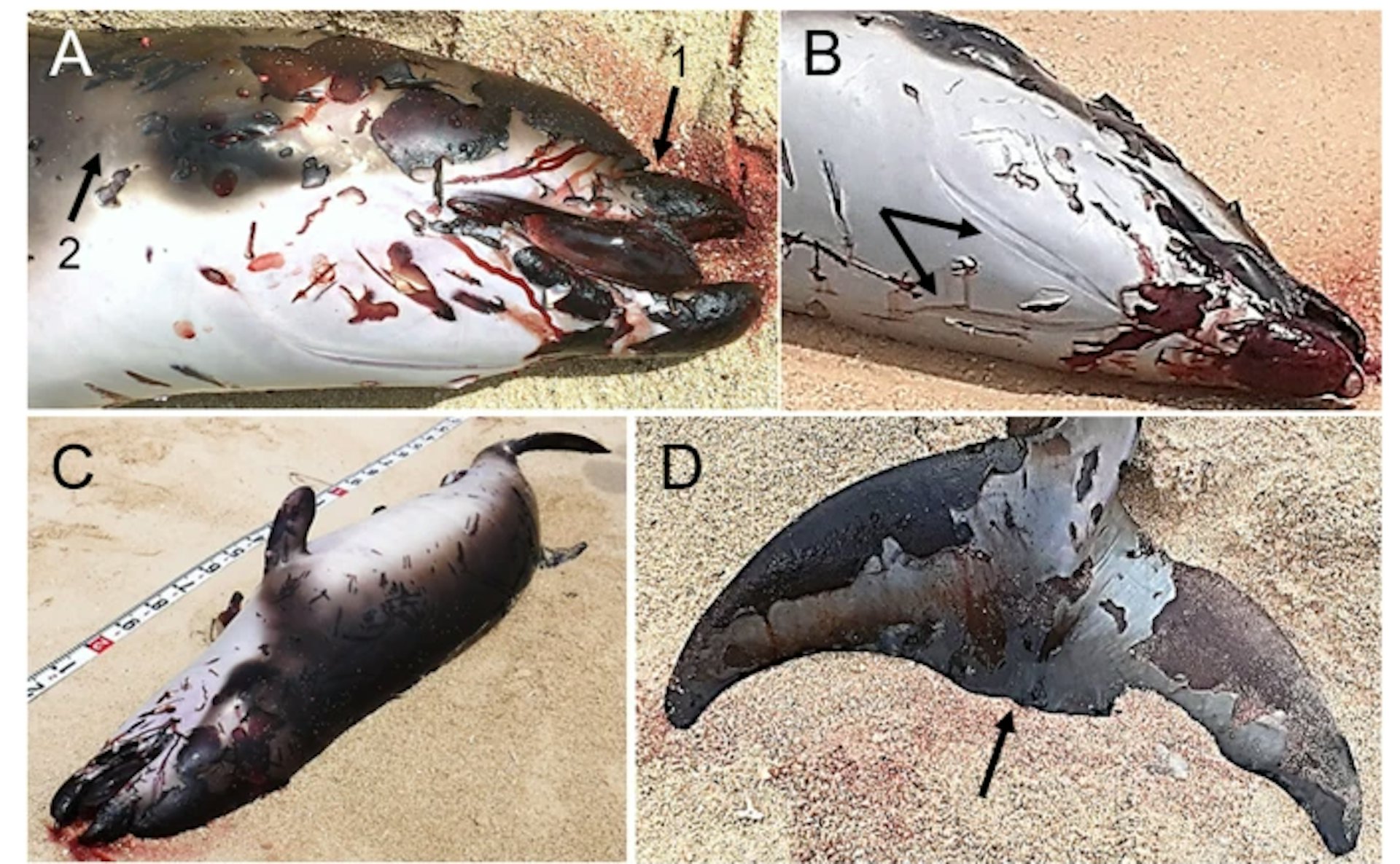2011 年日本沖繩發現一條朗氏印太喙鯨屍體。(Marine Biodiversity Records期刊官網截圖) 2011 年日本沖繩發現一條朗氏印太喙鯨屍體。(Marine Biodiversity Records期刊官網截圖)