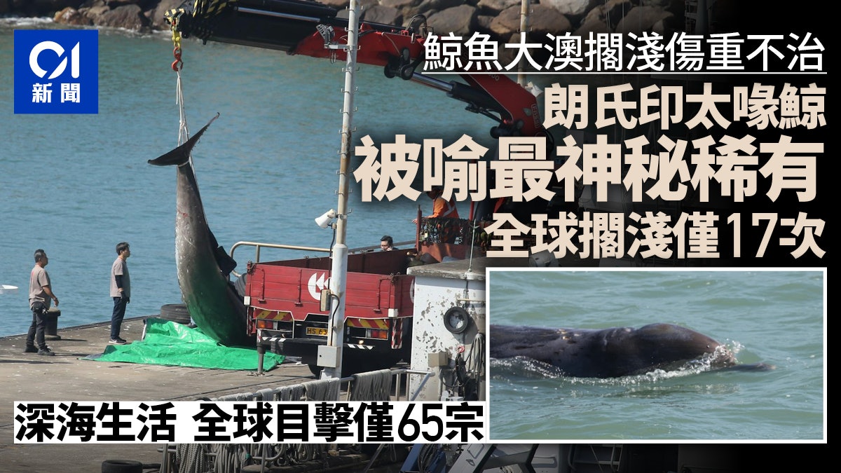 朗氏印太喙鯨被喻為最神秘稀有 全球擱淺僅17次|大澳鯨魚死亡 朗氏印太喙鯨被喻為最神秘稀有 全球擱淺僅17次|大澳鯨魚死亡