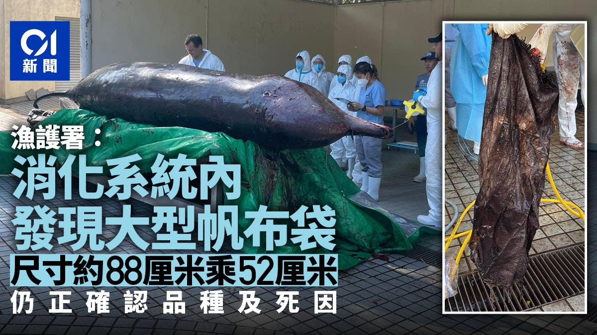 大澳鯨魚擱淺｜漁護：有表面傷消化系統有大帆布袋正確認死因