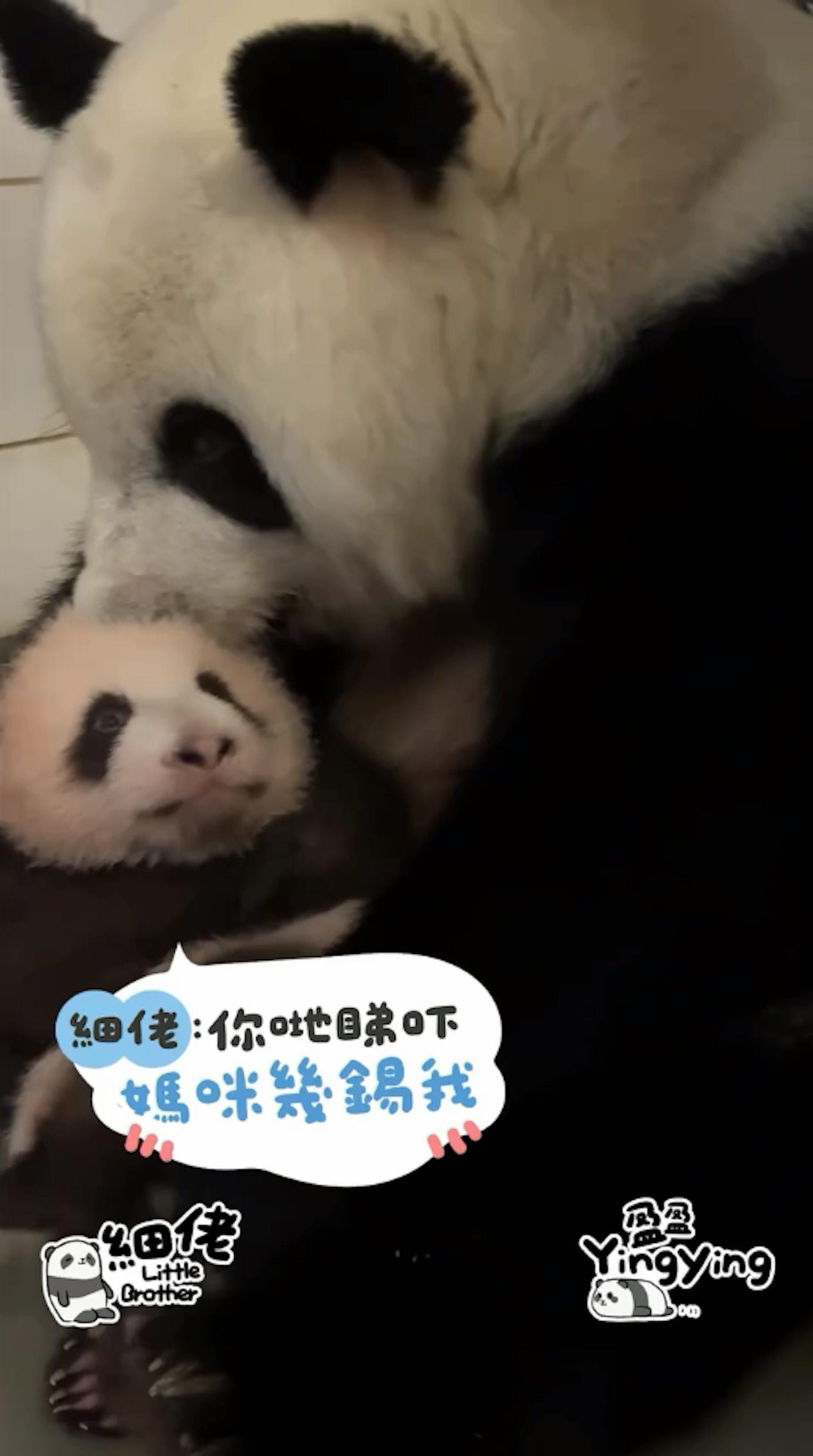 海洋公園12月1日發放大熊貓盈盈及兒子「細佬」溫馨片段,盈盈母愛爆棚。(香港大熊貓官方專頁影片截圖) 海洋公園12月1日發放大熊貓盈盈及兒子「細佬」溫馨片段,盈盈母愛爆棚。(香港大熊貓官方專頁影片截圖)