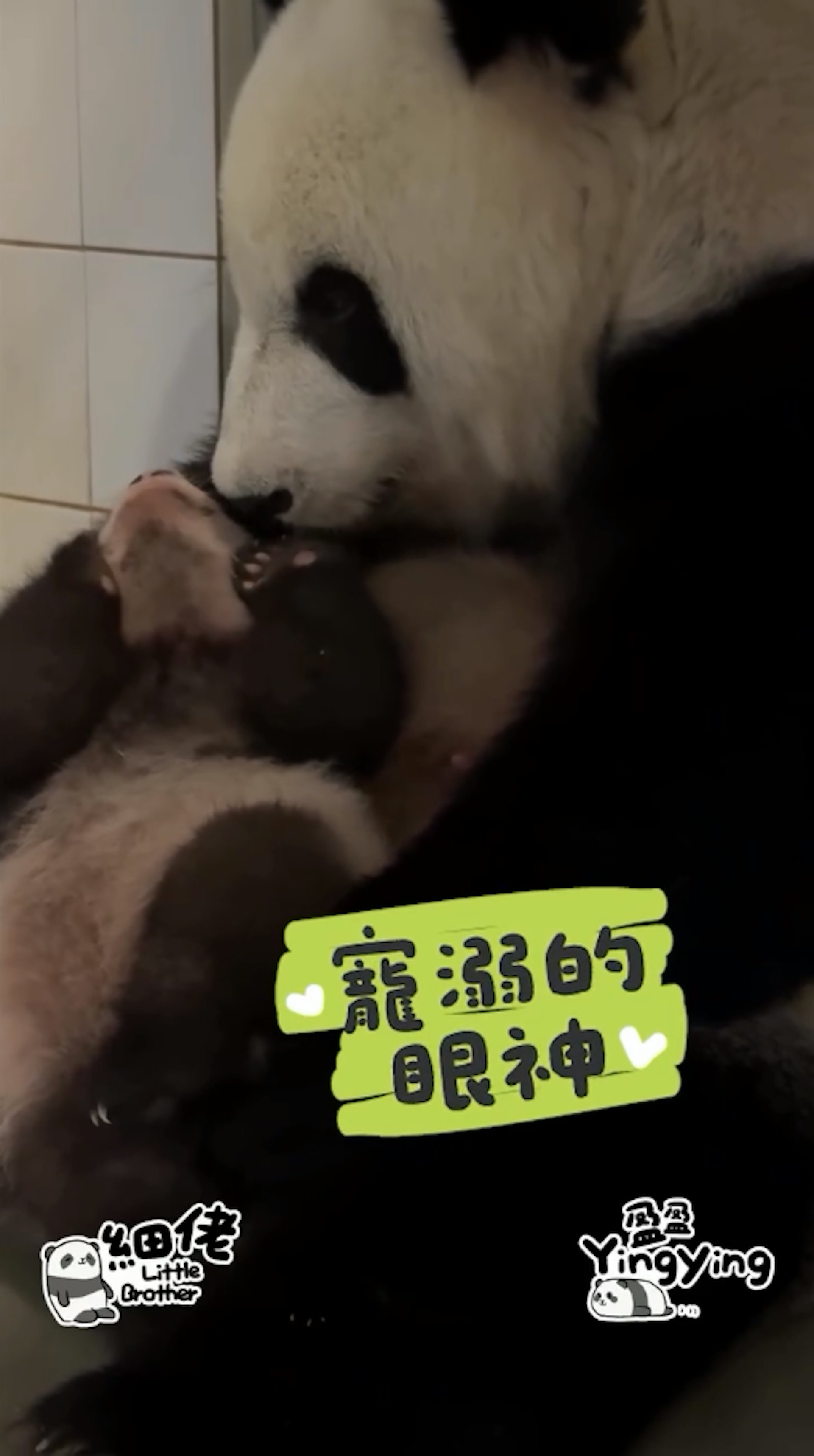 海洋公園12月1日發放大熊貓盈盈及兒子「細佬」溫馨片段,盈盈母愛爆棚。(香港大熊貓官方專頁影片截圖) 海洋公園12月1日發放大熊貓盈盈及兒子「細佬」溫馨片段,盈盈母愛爆棚。(香港大熊貓官方專頁影片截圖)