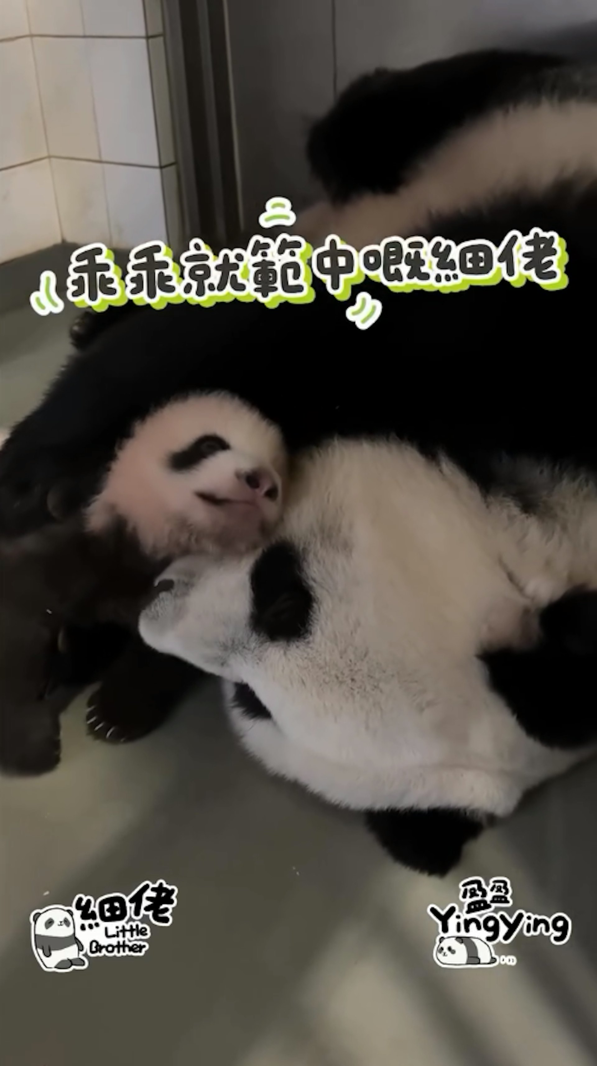 海洋公園12月1日發放大熊貓盈盈及兒子「細佬」溫馨片段,盈盈母愛爆棚。(香港大熊貓官方專頁影片截圖) 海洋公園12月1日發放大熊貓盈盈及兒子「細佬」溫馨片段,盈盈母愛爆棚。(香港大熊貓官方專頁影片截圖)