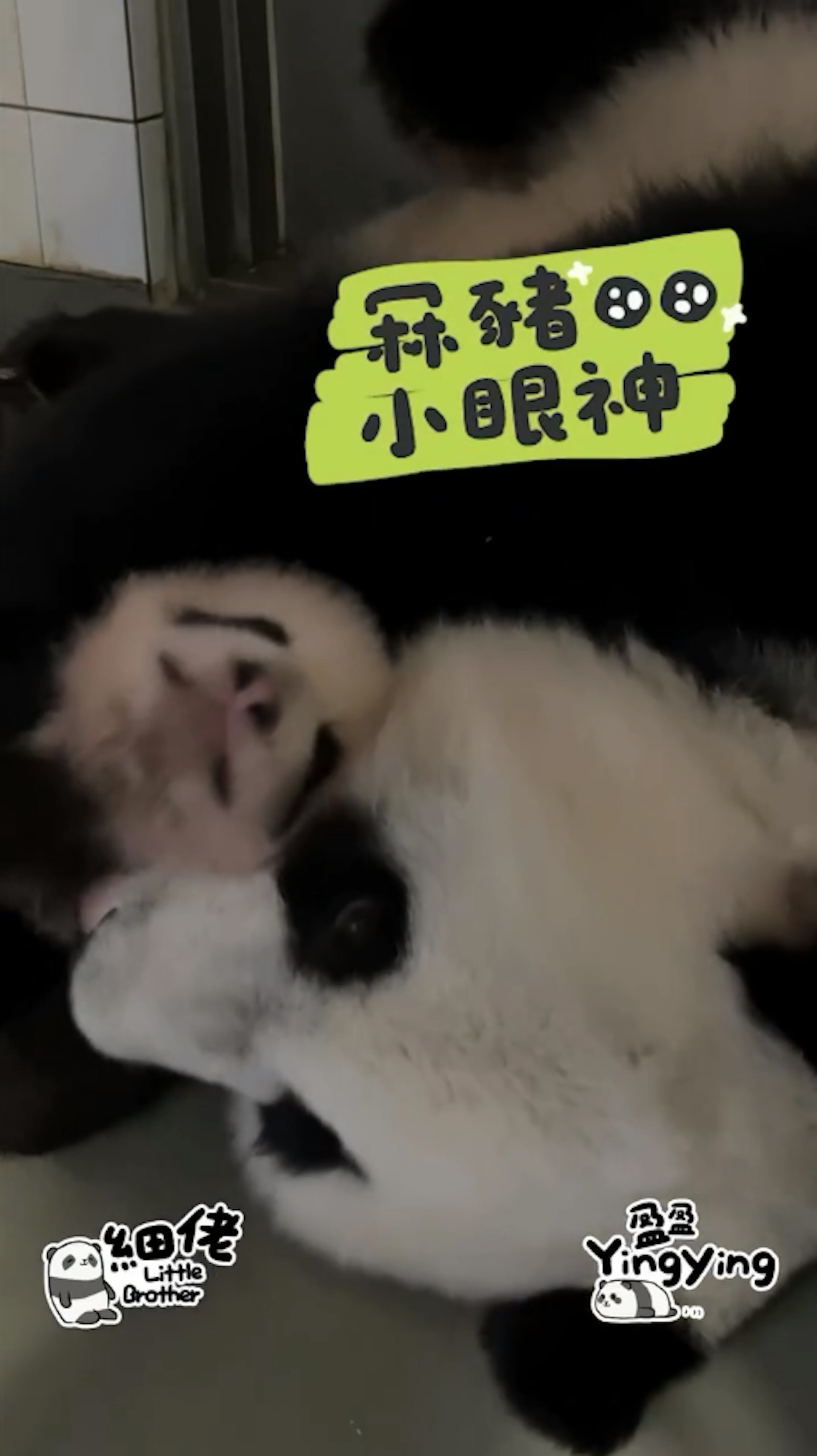 海洋公園12月1日發放大熊貓盈盈及兒子「細佬」溫馨片段,盈盈母愛爆棚。(香港大熊貓官方專頁影片截圖) 海洋公園12月1日發放大熊貓盈盈及兒子「細佬」溫馨片段,盈盈母愛爆棚。(香港大熊貓官方專頁影片截圖)