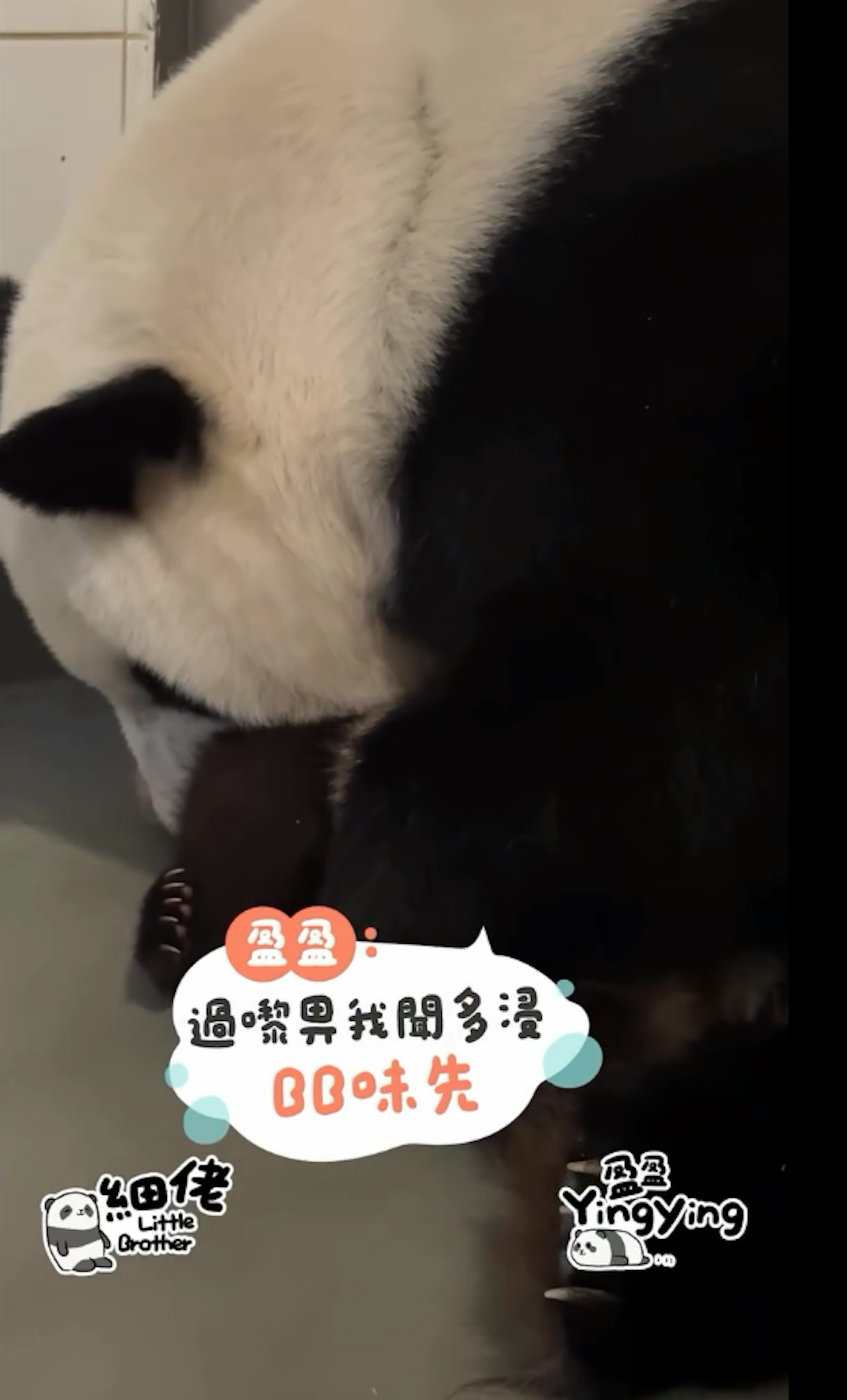 海洋公園12月1日發放大熊貓盈盈及兒子「細佬」溫馨片段,盈盈母愛爆棚。(香港大熊貓官方專頁影片截圖) 海洋公園12月1日發放大熊貓盈盈及兒子「細佬」溫馨片段,盈盈母愛爆棚。(香港大熊貓官方專頁影片截圖)