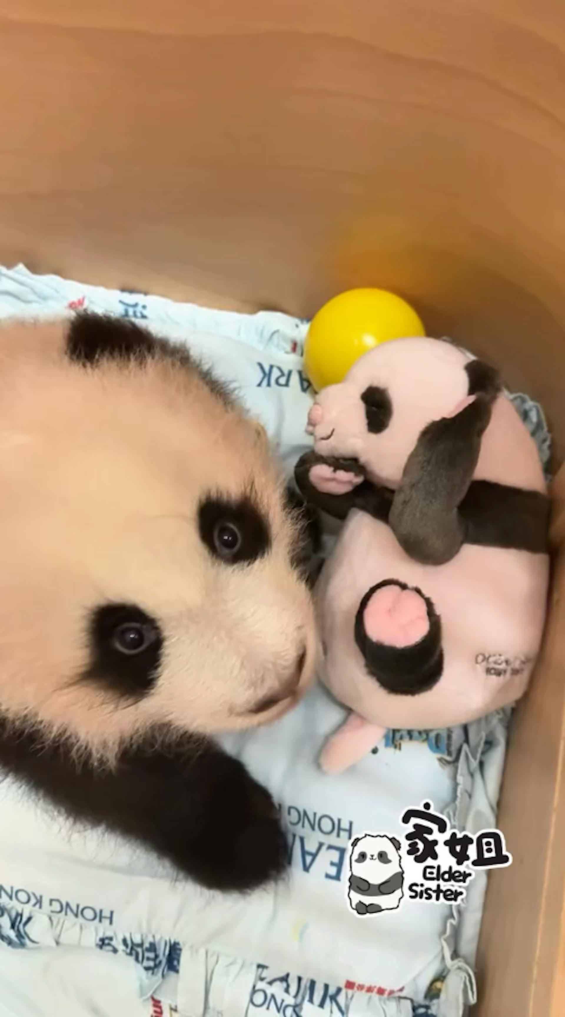 海洋公園11月30日發放大熊貓龍鳳胎「家姐」玩熊貓公仔影片,可見牠如人類BB般,累了就睡。(香港大熊貓官方專頁影片截圖) 海洋公園11月30日發放大熊貓龍鳳胎「家姐」玩熊貓公仔影片,可見牠如人類BB般,累了就睡。(香港大熊貓官方專頁影片截圖)