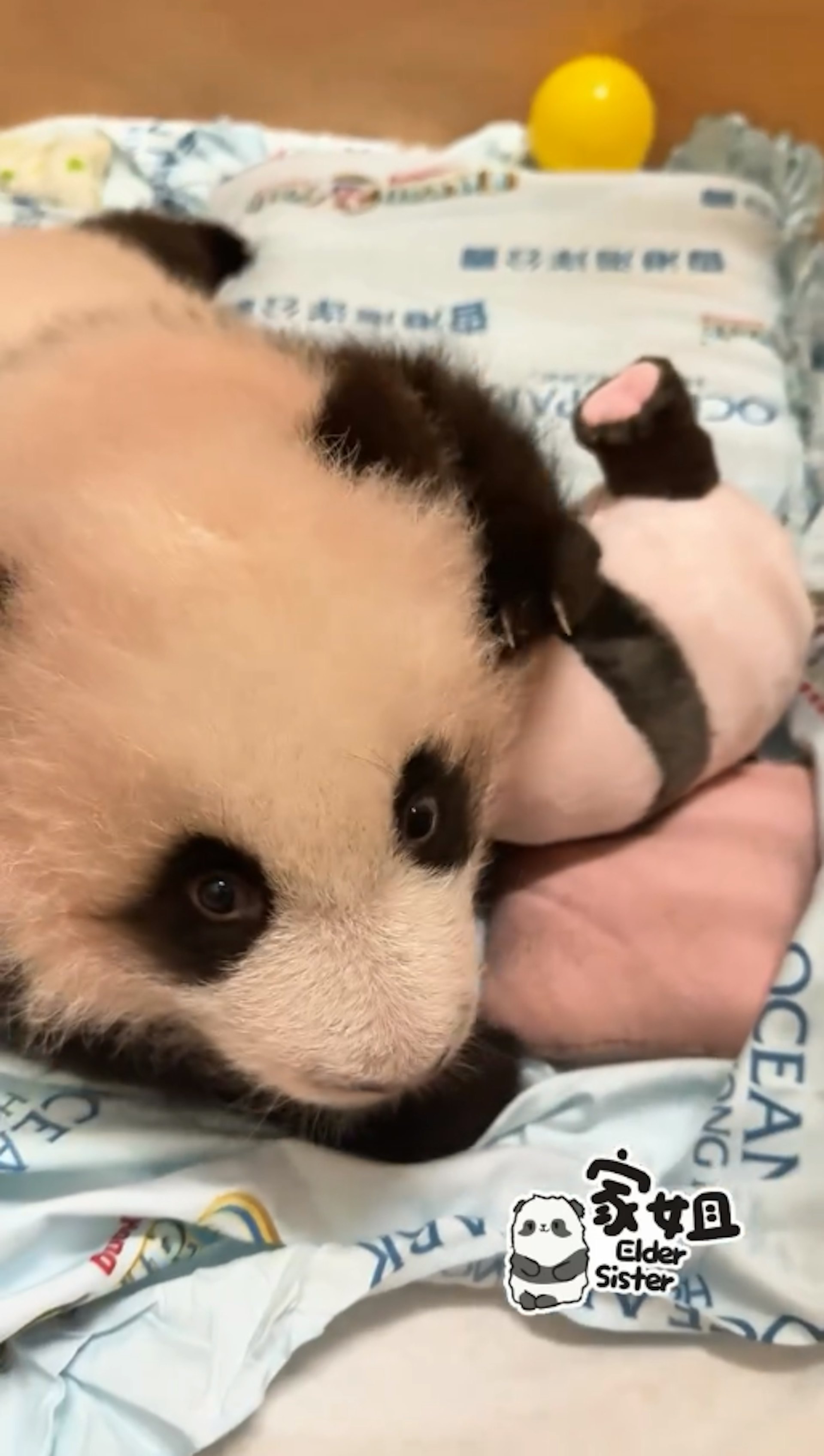 海洋公園11月30日發放大熊貓龍鳳胎「家姐」玩熊貓公仔影片,可見牠如人類BB般,累了就睡。(香港大熊貓官方專頁影片截圖) 海洋公園11月30日發放大熊貓龍鳳胎「家姐」玩熊貓公仔影片,可見牠如人類BB般,累了就睡。(香港大熊貓官方專頁影片截圖)