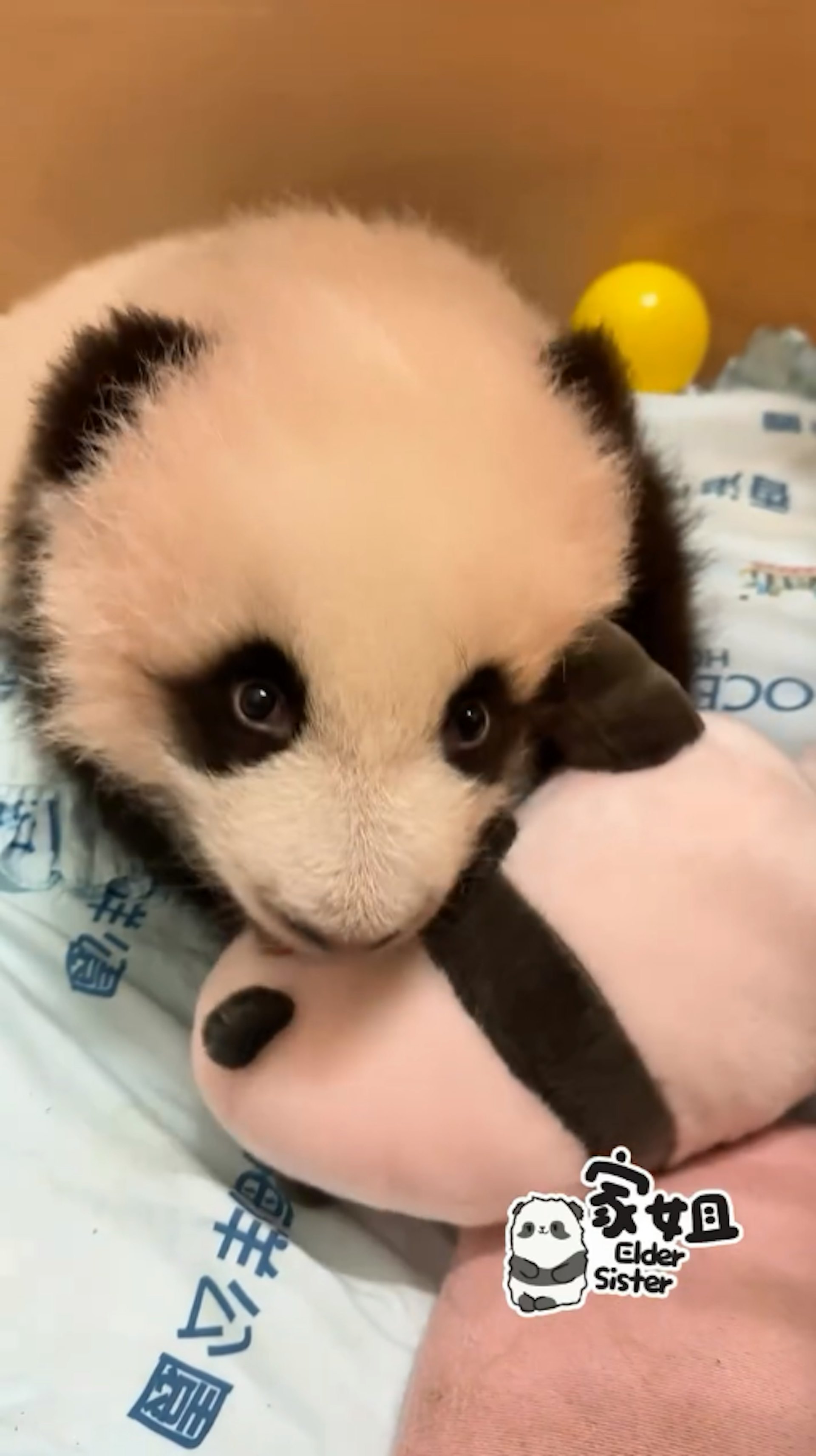 海洋公園11月30日發放大熊貓龍鳳胎「家姐」玩熊貓公仔影片,可見牠如人類BB般,累了就睡。(香港大熊貓官方專頁影片截圖) 海洋公園11月30日發放大熊貓龍鳳胎「家姐」玩熊貓公仔影片,可見牠如人類BB般,累了就睡。(香港大熊貓官方專頁影片截圖)