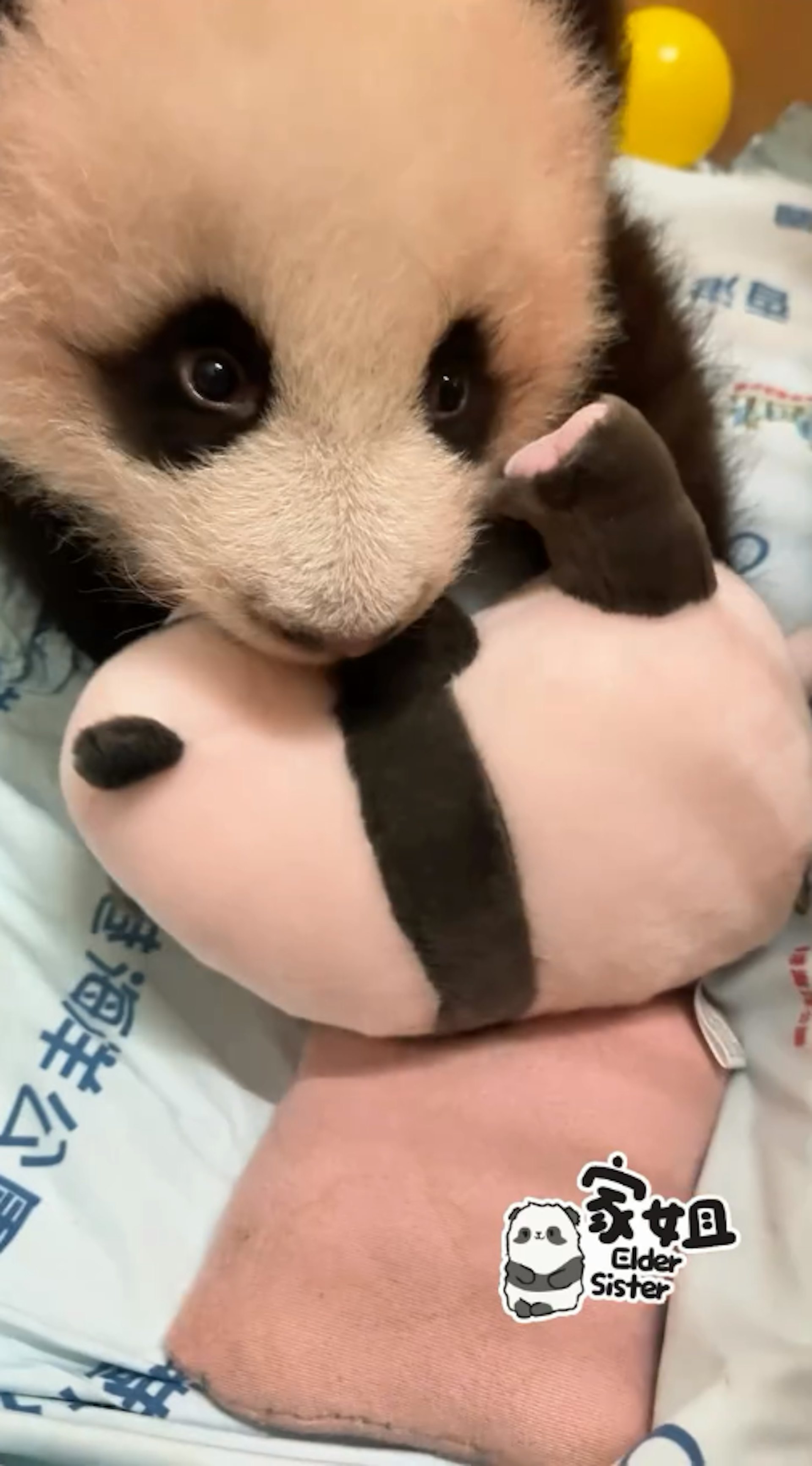 海洋公園11月30日發放大熊貓龍鳳胎「家姐」玩熊貓公仔影片,可見牠如人類BB般,累了就睡。(香港大熊貓官方專頁影片截圖) 海洋公園11月30日發放大熊貓龍鳳胎「家姐」玩熊貓公仔影片,可見牠如人類BB般,累了就睡。(香港大熊貓官方專頁影片截圖)