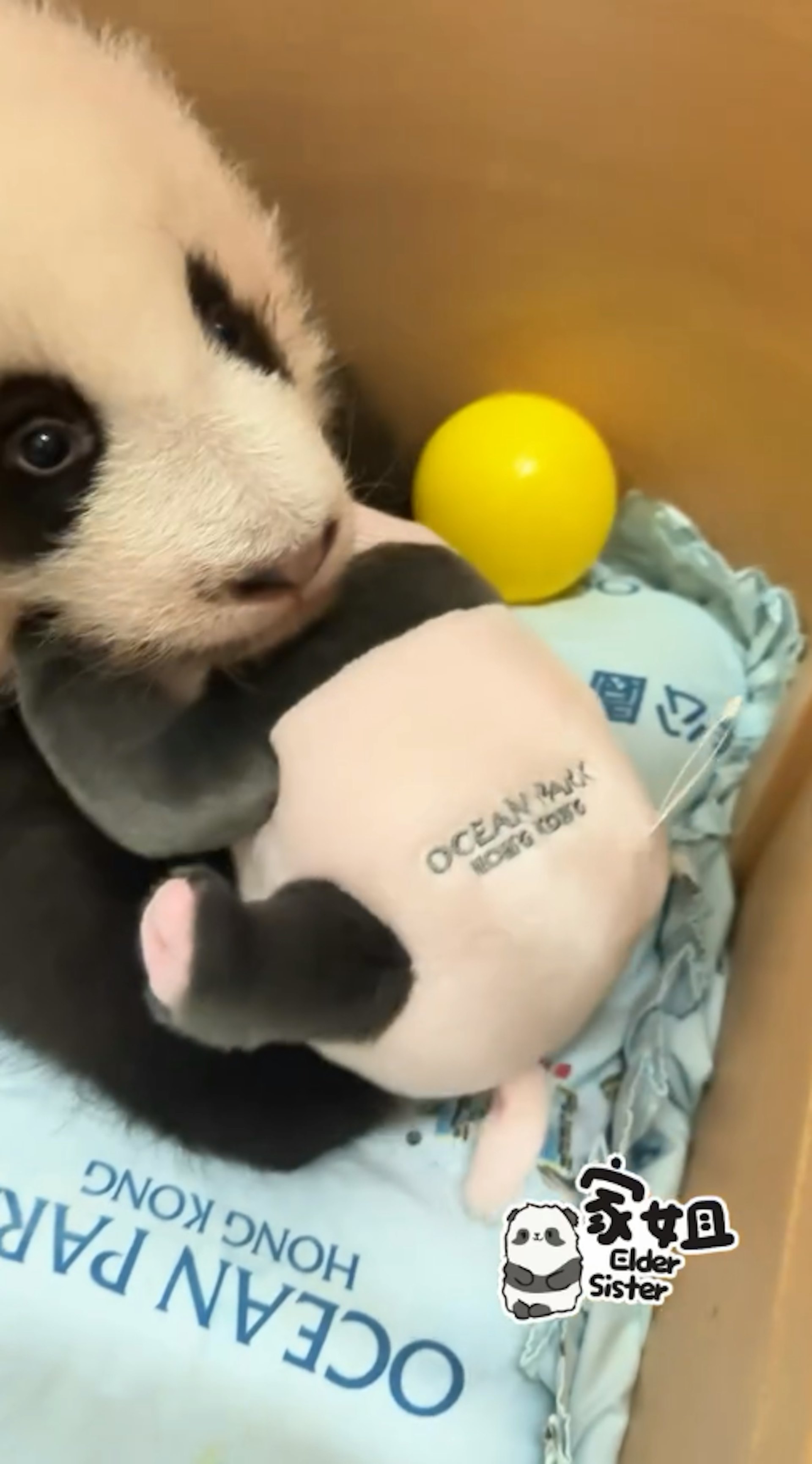 海洋公園11月30日發放大熊貓龍鳳胎「家姐」玩熊貓公仔影片,可見牠如人類BB般,累了就睡。(香港大熊貓官方專頁影片截圖) 海洋公園11月30日發放大熊貓龍鳳胎「家姐」玩熊貓公仔影片,可見牠如人類BB般,累了就睡。(香港大熊貓官方專頁影片截圖)