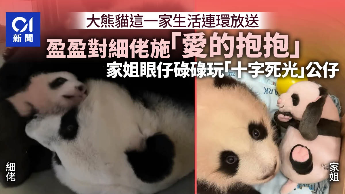 大熊貓龍鳳胎|盈盈「愛的抱抱」細佬展母愛 家姐把玩熊貓毛公仔 大熊貓龍鳳胎|盈盈「愛的抱抱」細佬展母愛 家姐把玩熊貓毛公仔