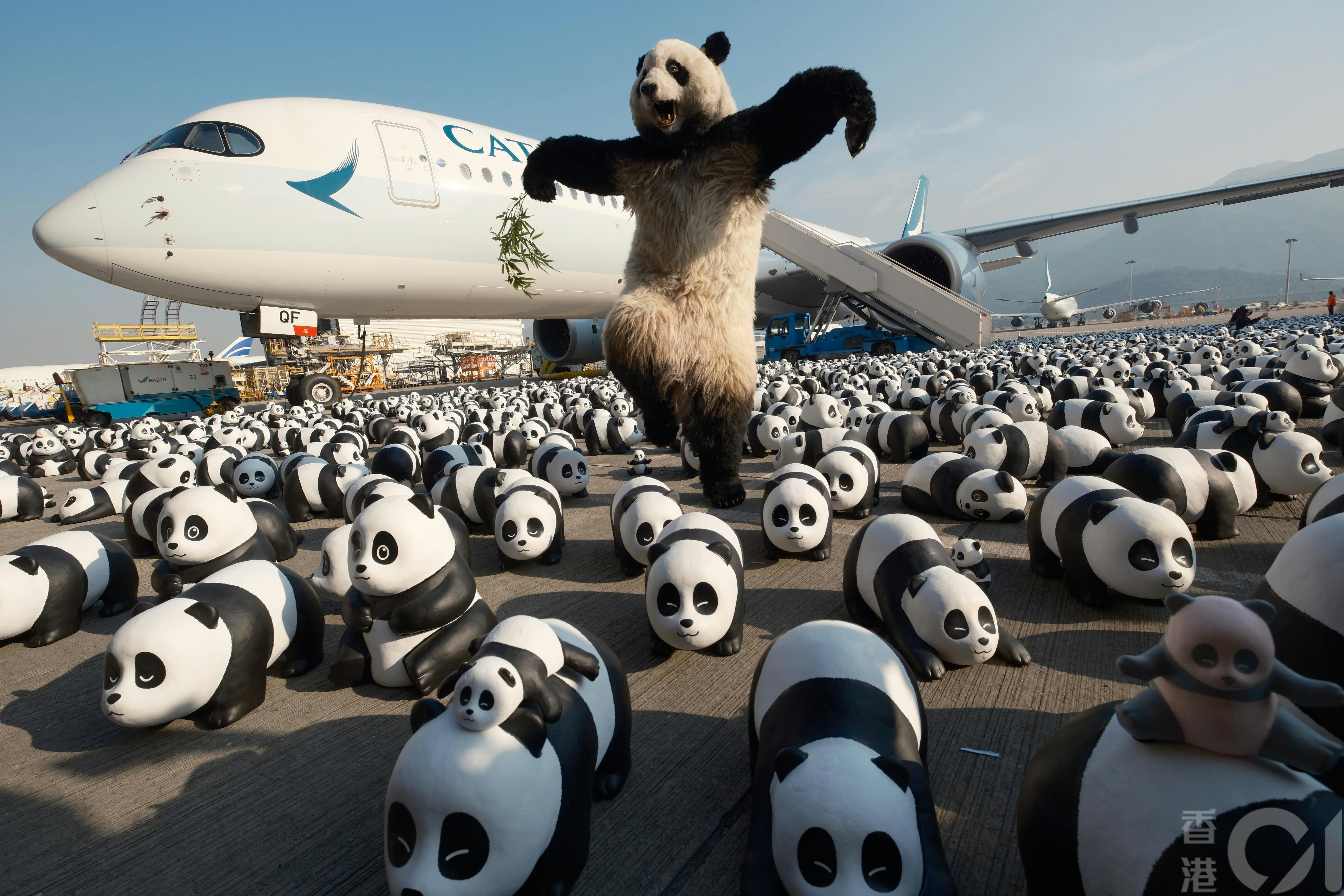 熊貓經濟｜2500隻熊貓雕塑周六起展出仿真度極高熊貓現身兩節