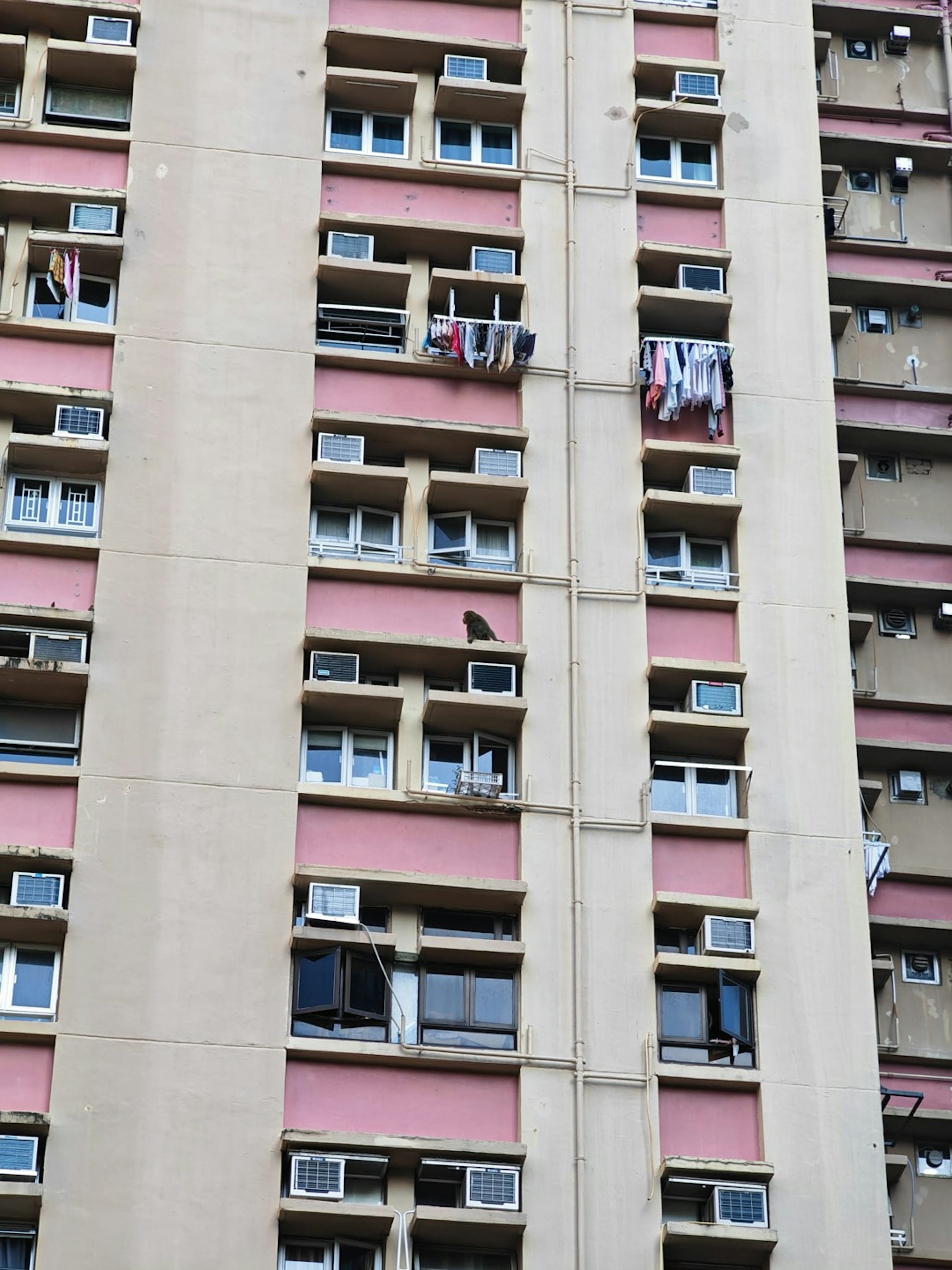 沙田愉田苑有猴子出沒,逗留在一個單位冷氣機位簷蓬上。(讀者提供圖片) 沙田愉田苑有猴子出沒,逗留在一個單位冷氣機位簷蓬上。(讀者提供圖片)