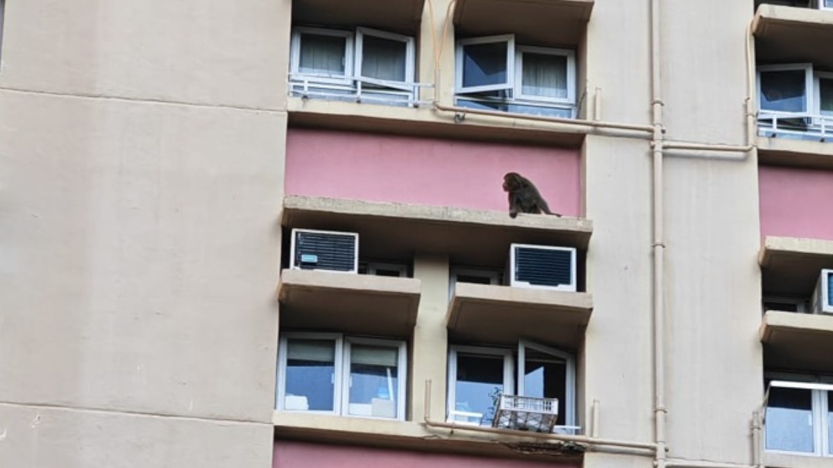 馬騮闖沙田愉田苑 漁護署出捕獸籠 管業處提居民閂窗免頑猴入屋 馬騮闖沙田愉田苑 漁護署出捕獸籠 管業處提居民閂窗免頑猴入屋