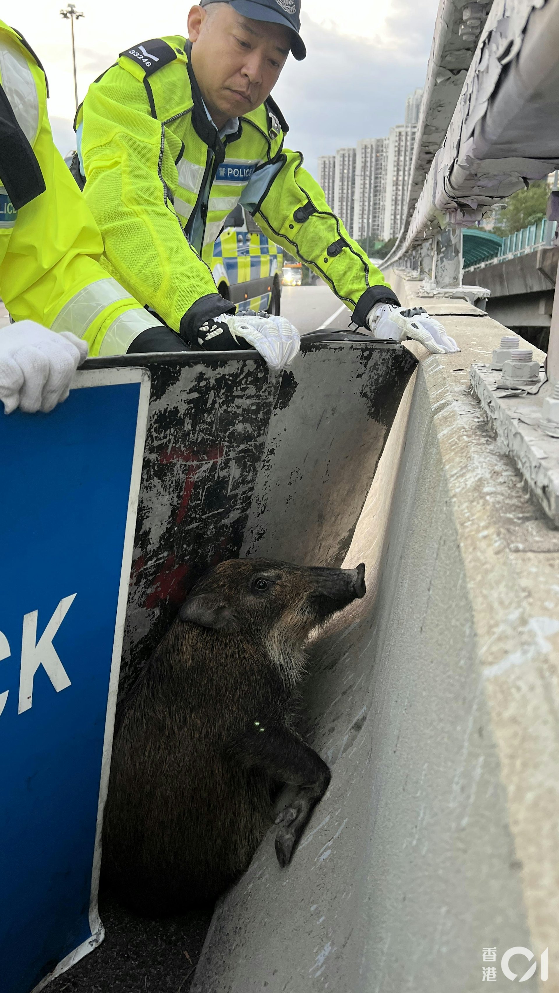 警員用路障路牌將野豬圍到馬路邊。(李家傑攝) 警員用路障路牌將野豬圍到馬路邊。(李家傑攝)