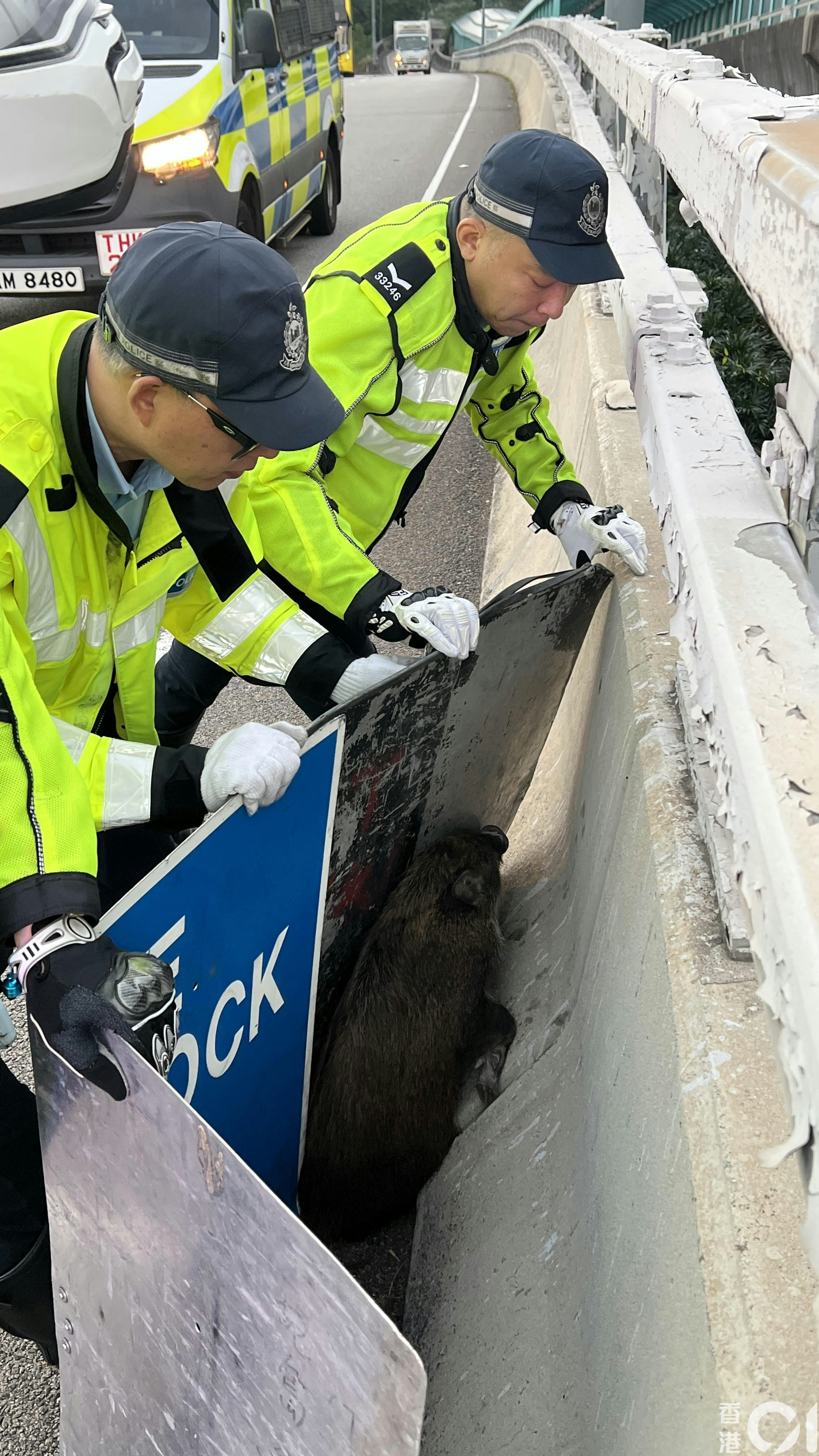 警員用路障路牌將野豬圍到馬路邊。（李家傑攝）