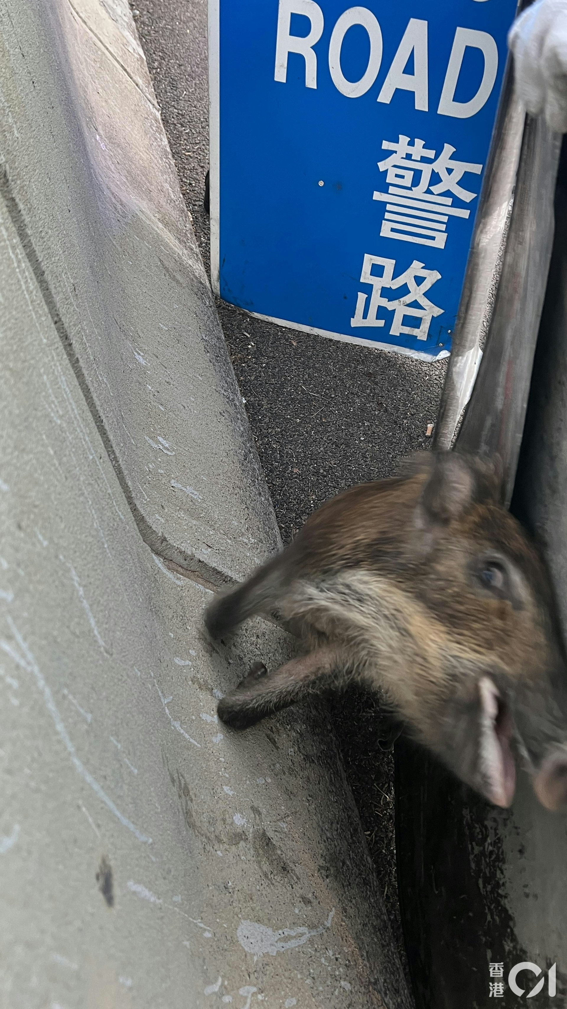 野豬一直掙扎試圖離開。(李家傑攝) 野豬一直掙扎試圖離開。(李家傑攝)