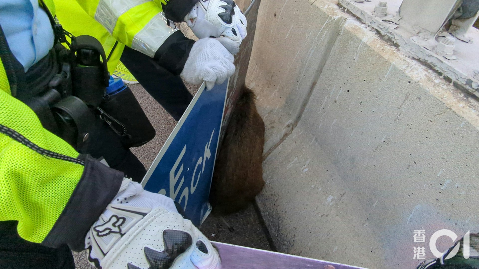 警員用路障路牌將野豬圍到馬路邊。(黃偉民攝) 警員用路障路牌將野豬圍到馬路邊。(黃偉民攝)