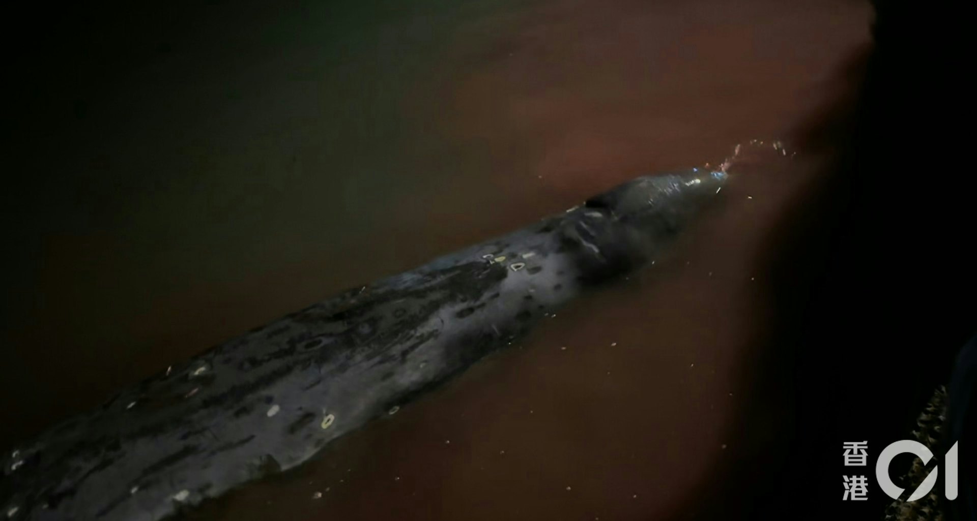 11月30日晚,在大澳擱淺的鯨魚不時在海面掙扎,大量流血,導致海水變紅。(大澳居民提供影片截圖) 11月30日晚,在大澳擱淺的鯨魚不時在海面掙扎,大量流血,導致海水變紅。(大澳居民提供影片截圖)