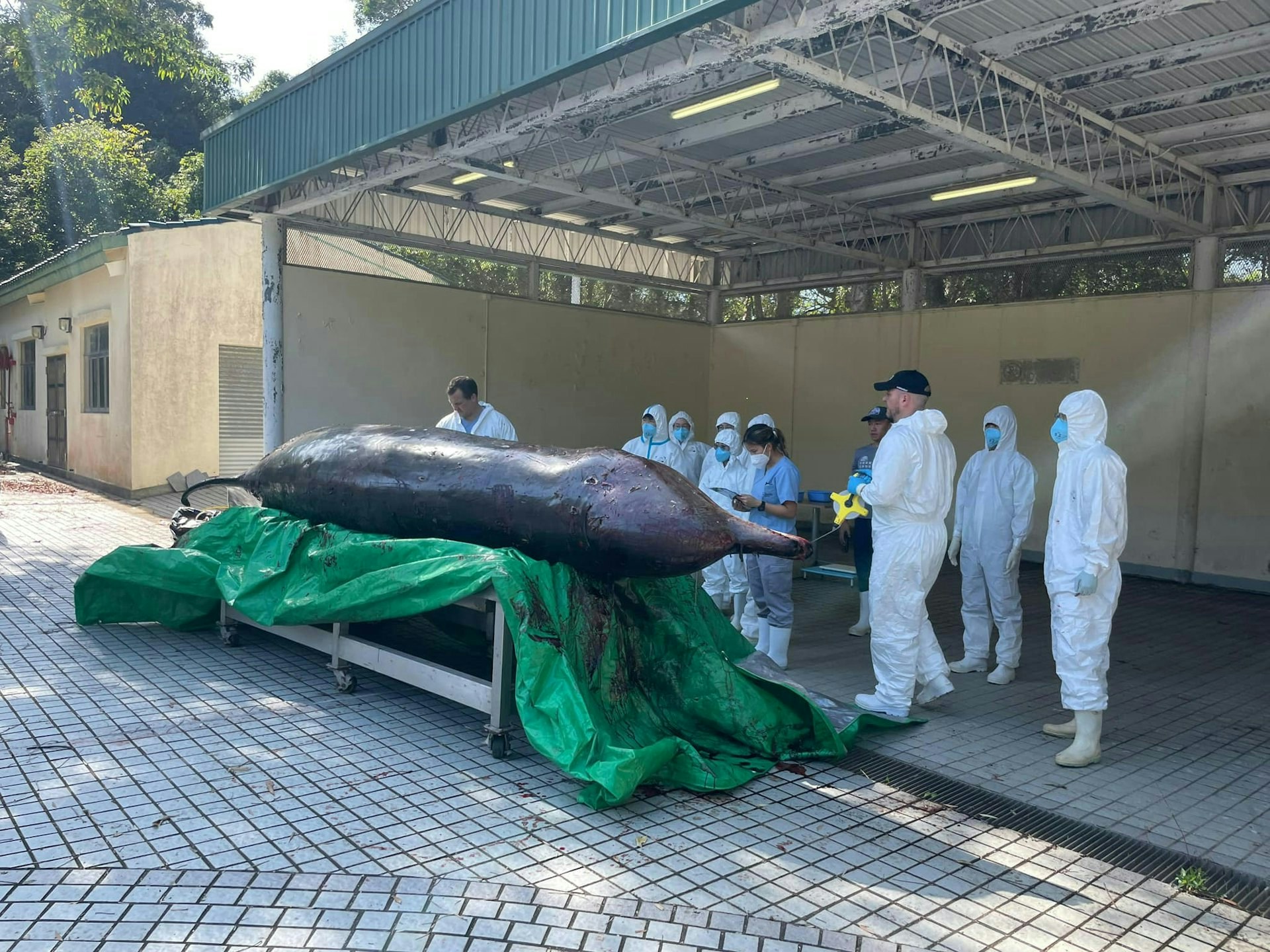 漁護署12月1日已將該鯨魚屍體，送往漁護署海岸公園石壁管理站解剖。獸醫在鯨魚身上發現一些表面傷痕，亦發現鯨魚的消化系統內有一個大型帆布袋，尺寸約88厘米乘52厘米，現正確認品種及分析死因。( 漁農自然護理署 facebook）