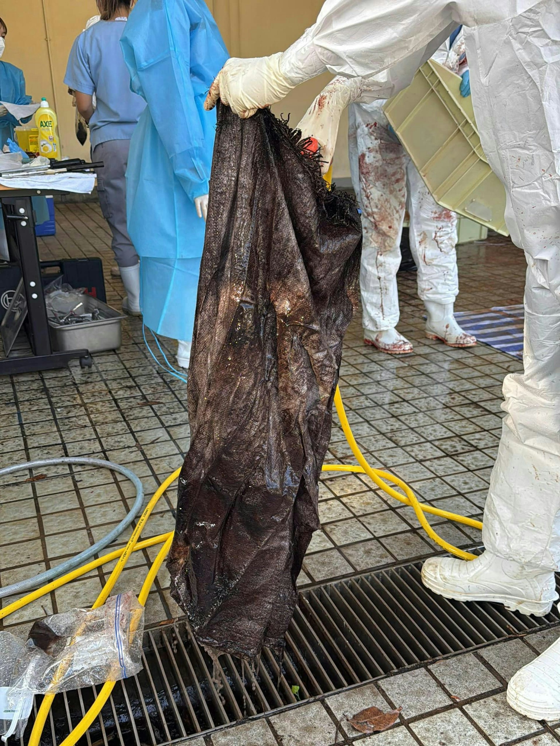 獸醫在鯨魚身上發現一些表面傷痕,亦發現鯨魚的消化系統內有一個大型帆布袋,尺寸約88厘米乘52厘米,現正確認品種及分析死因。( 漁農自然護理署 facebook) 獸醫在鯨魚身上發現一些表面傷痕,亦發現鯨魚的消化系統內有一個大型帆布袋,尺寸約88厘米乘52厘米,現正確認品種及分析死因。( 漁農自然護理署 facebook)