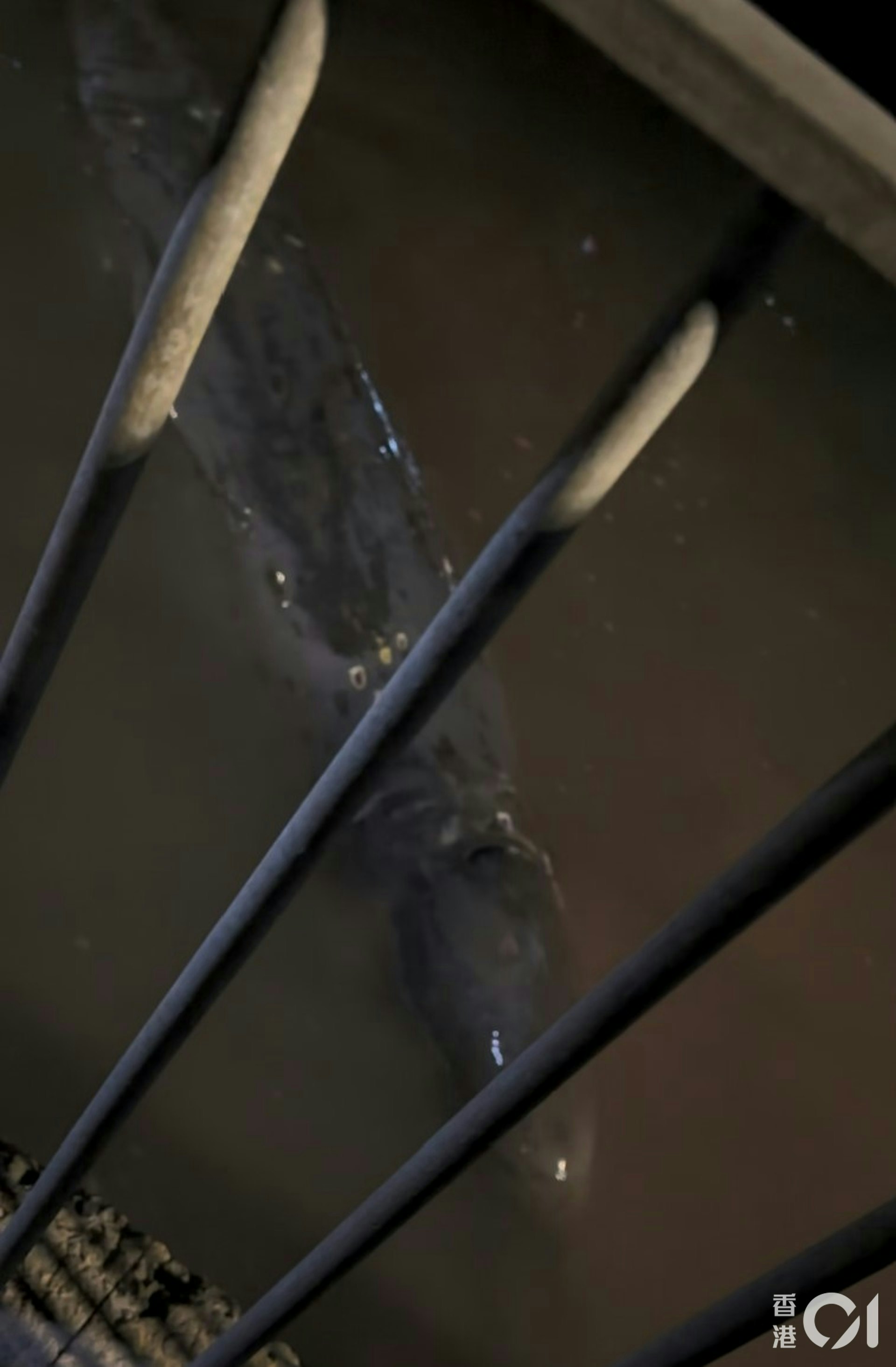 11月30日晚,在大澳擱淺的鯨魚大量流血,導致海水變紅。(大澳居民提供影片截圖) 11月30日晚,在大澳擱淺的鯨魚大量流血,導致海水變紅。(大澳居民提供影片截圖)