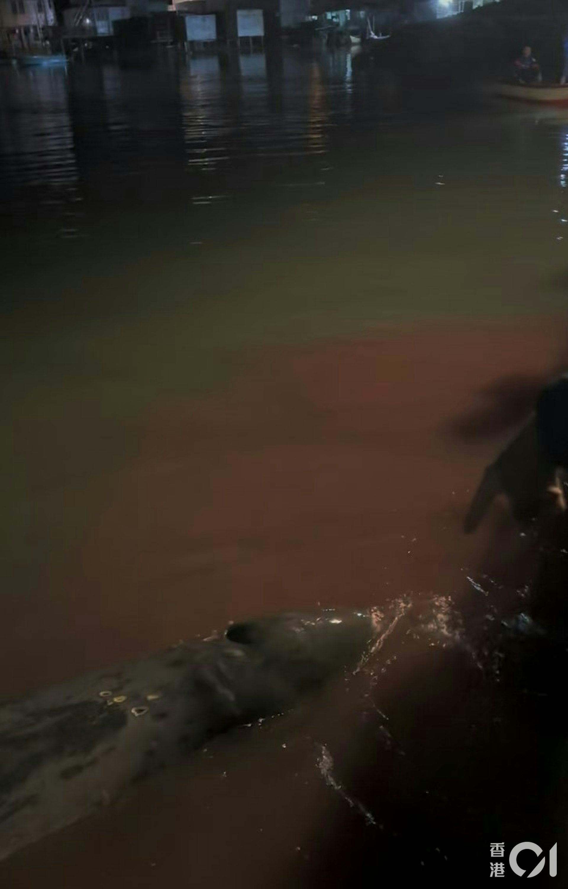 11月30日晚,在大澳擱淺的鯨魚大量流血,導致海水變紅。(大澳居民提供影片截圖) 11月30日晚,在大澳擱淺的鯨魚大量流血,導致海水變紅。(大澳居民提供影片截圖)