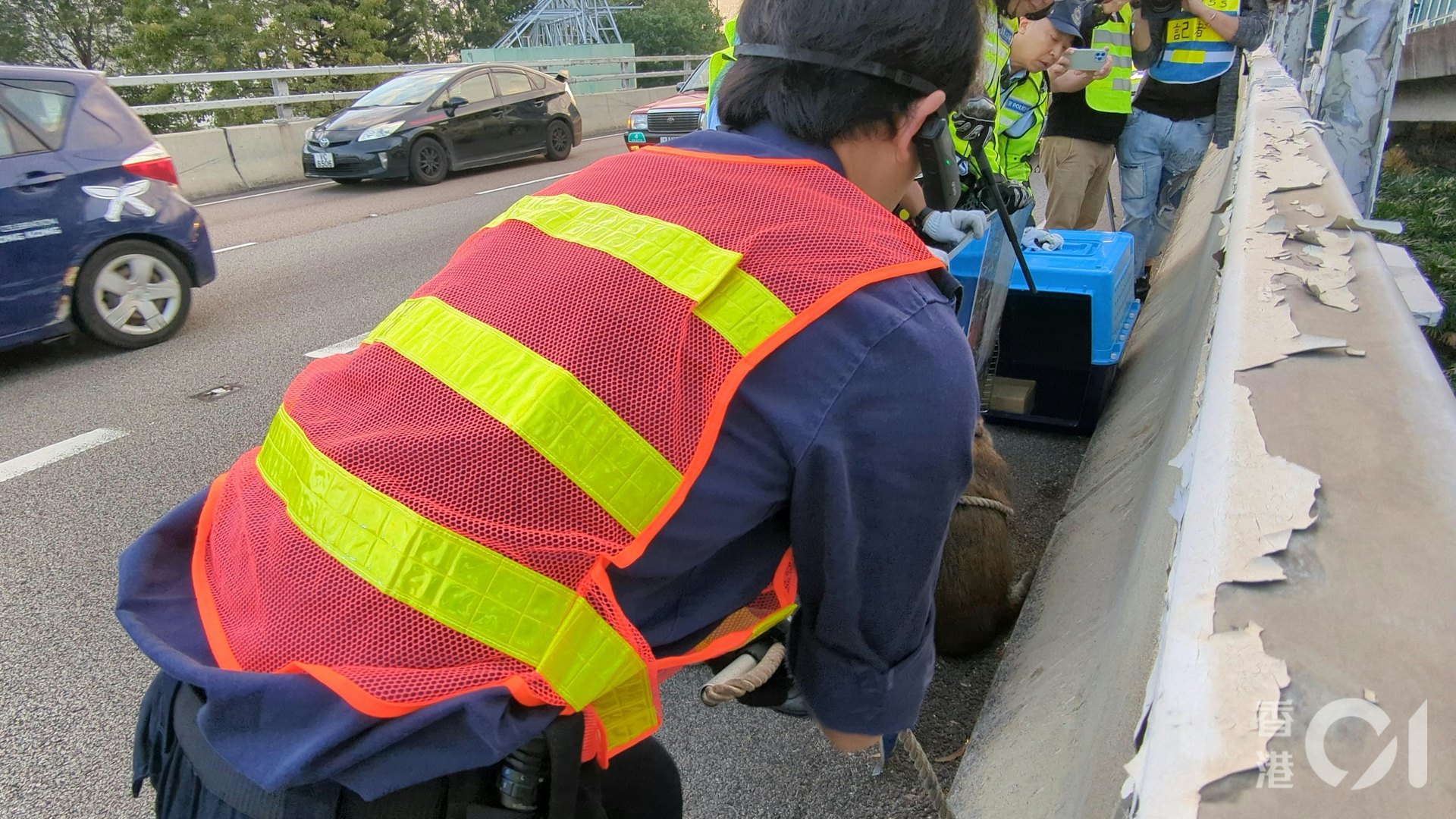 愛協督察利用伸縮索將野豬圈住,再推入籠中。(黃偉民攝) 愛協督察利用伸縮索將野豬圈住,再推入籠中。(黃偉民攝)