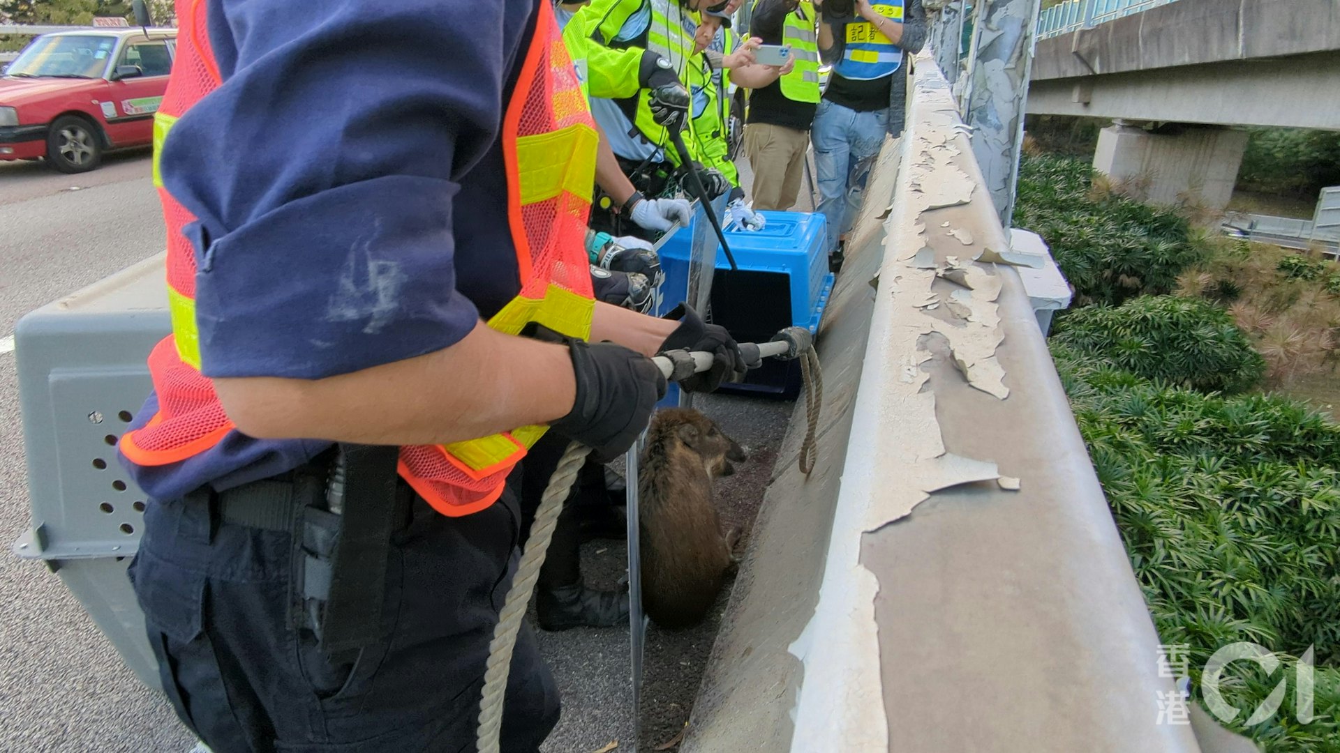 愛協督察利用伸縮索將野豬圈住,再推入籠中。(黃偉民攝) 愛協督察利用伸縮索將野豬圈住,再推入籠中。(黃偉民攝)